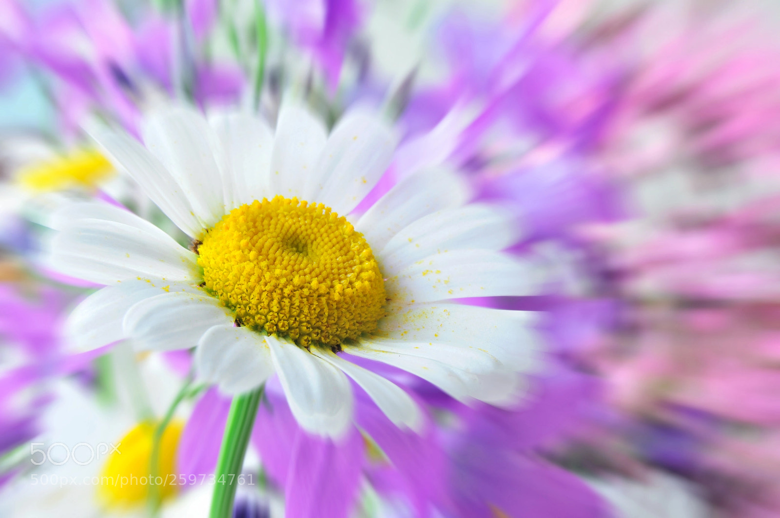 Nikon D300 sample photo. Dizzy daisy photography