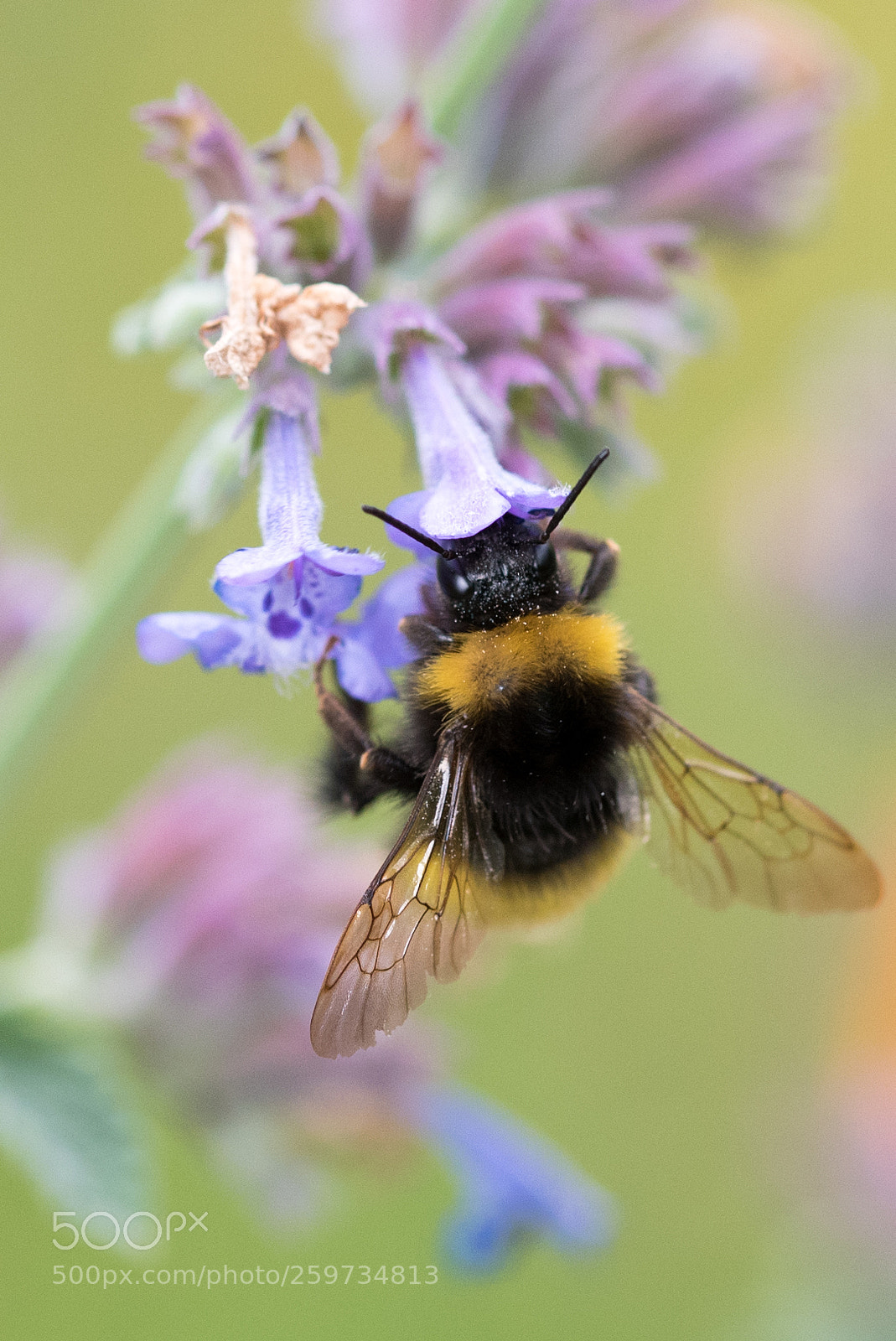 Nikon D750 sample photo. Bumble-bee photography