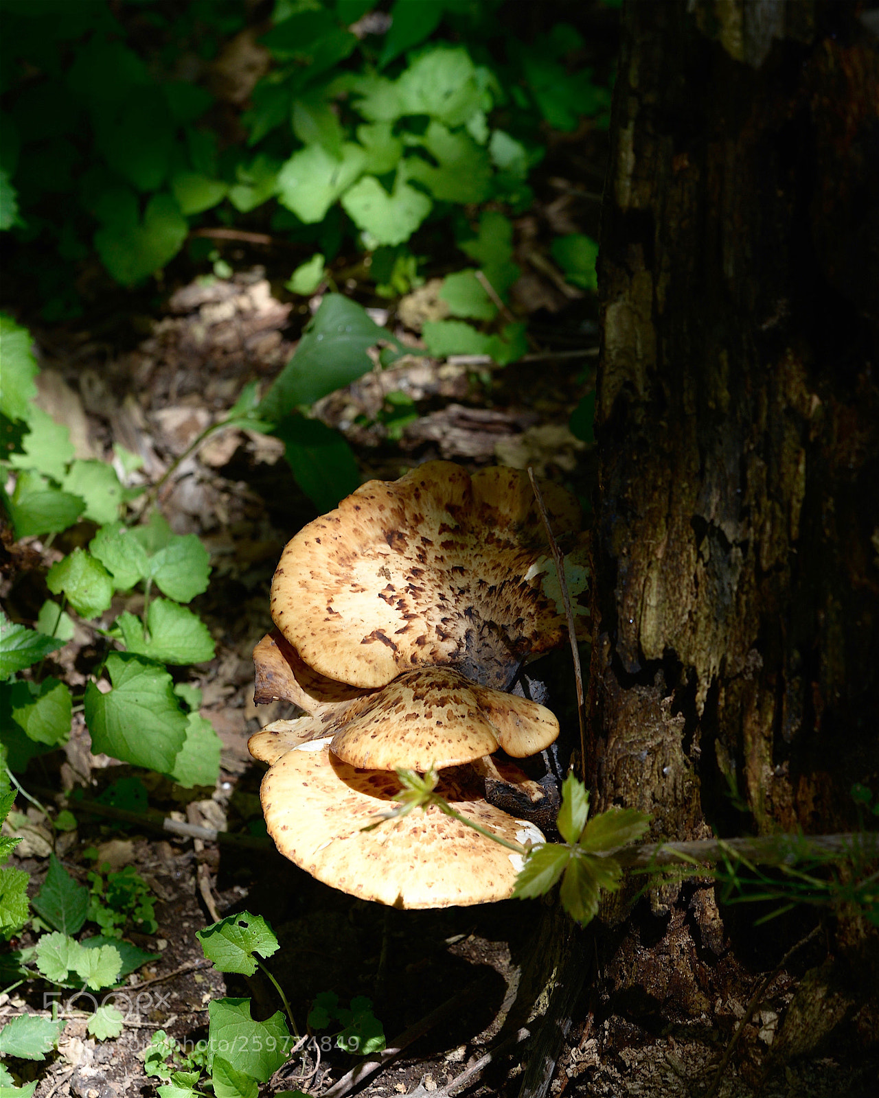 Nikon D800 sample photo. Natural cycle photography