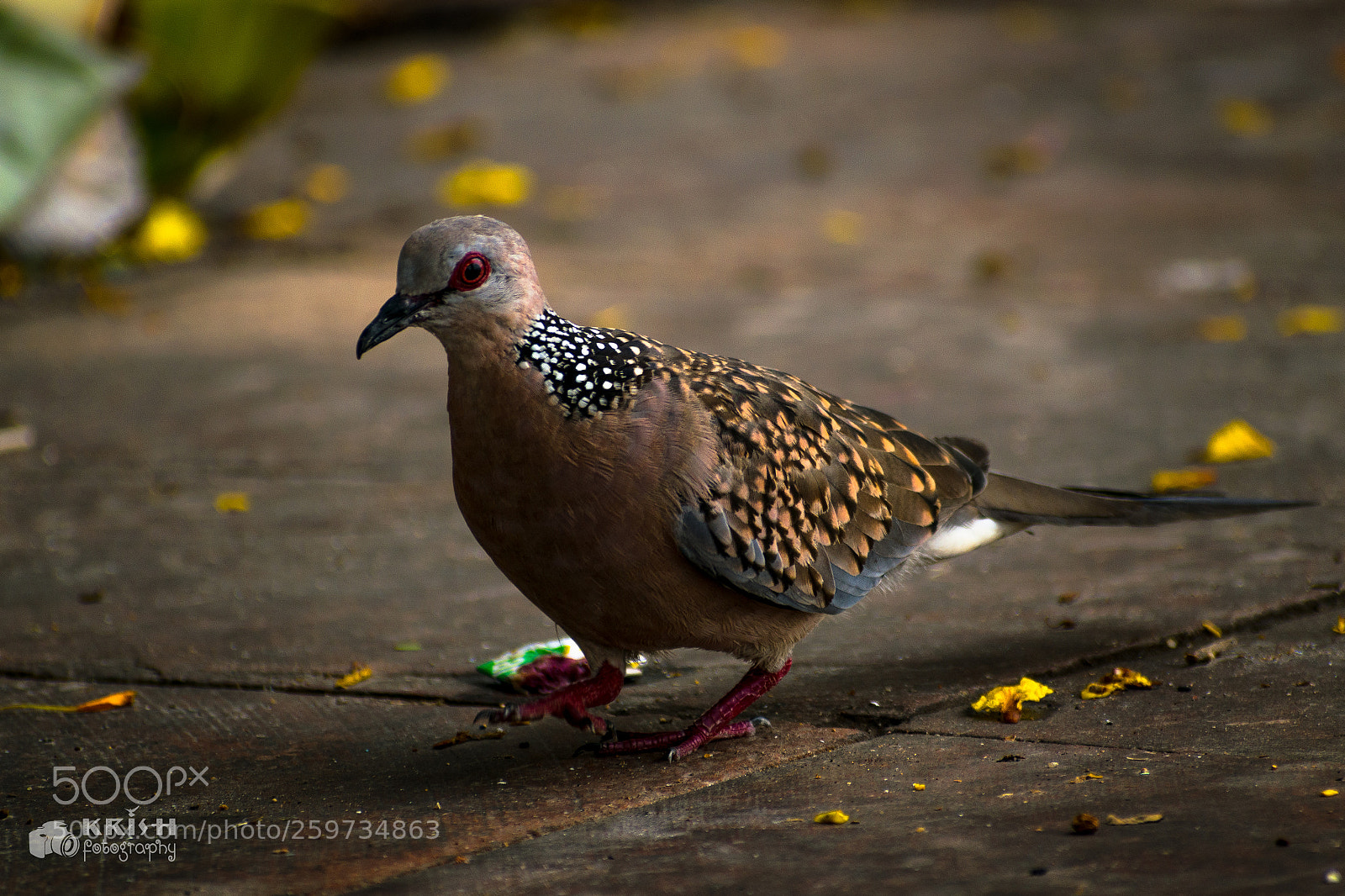 Nikon D5300 sample photo. Dove photography