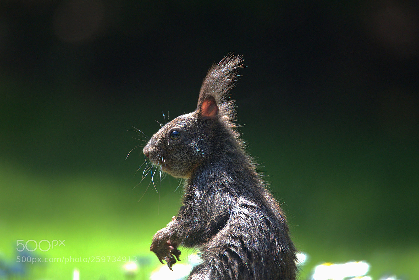 Nikon D750 sample photo. Enjoy the morning sun photography