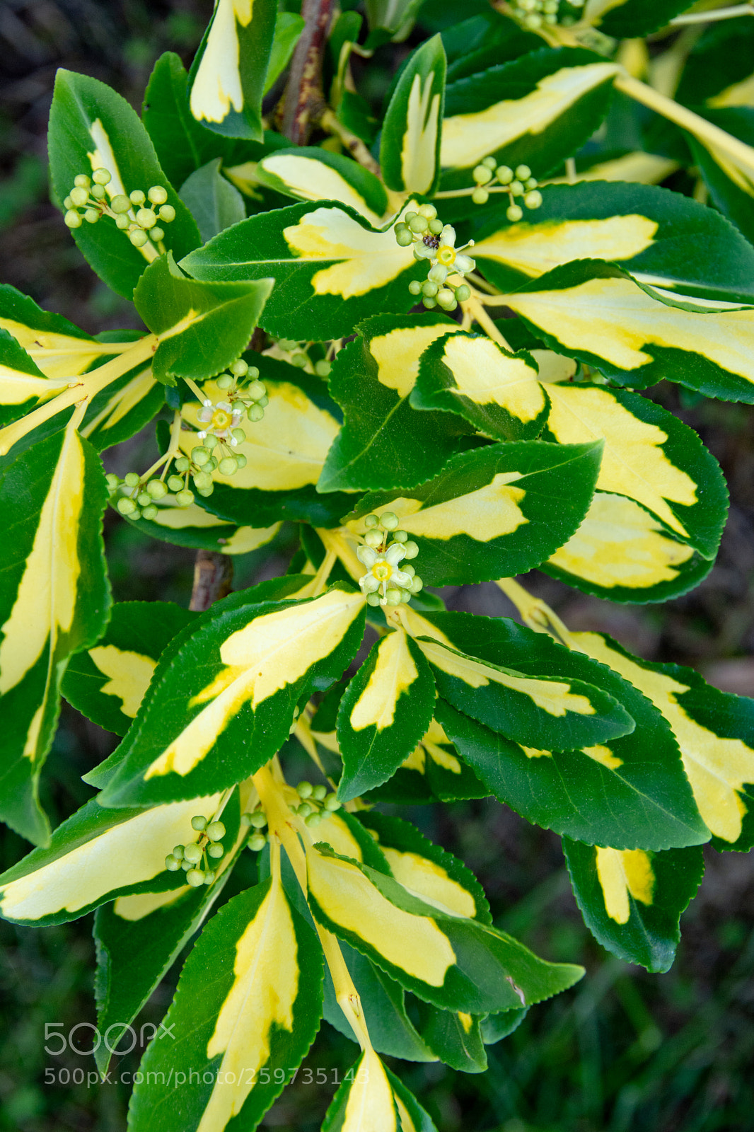 Nikon D7100 sample photo. Euonymus blondy shrub-2 photography