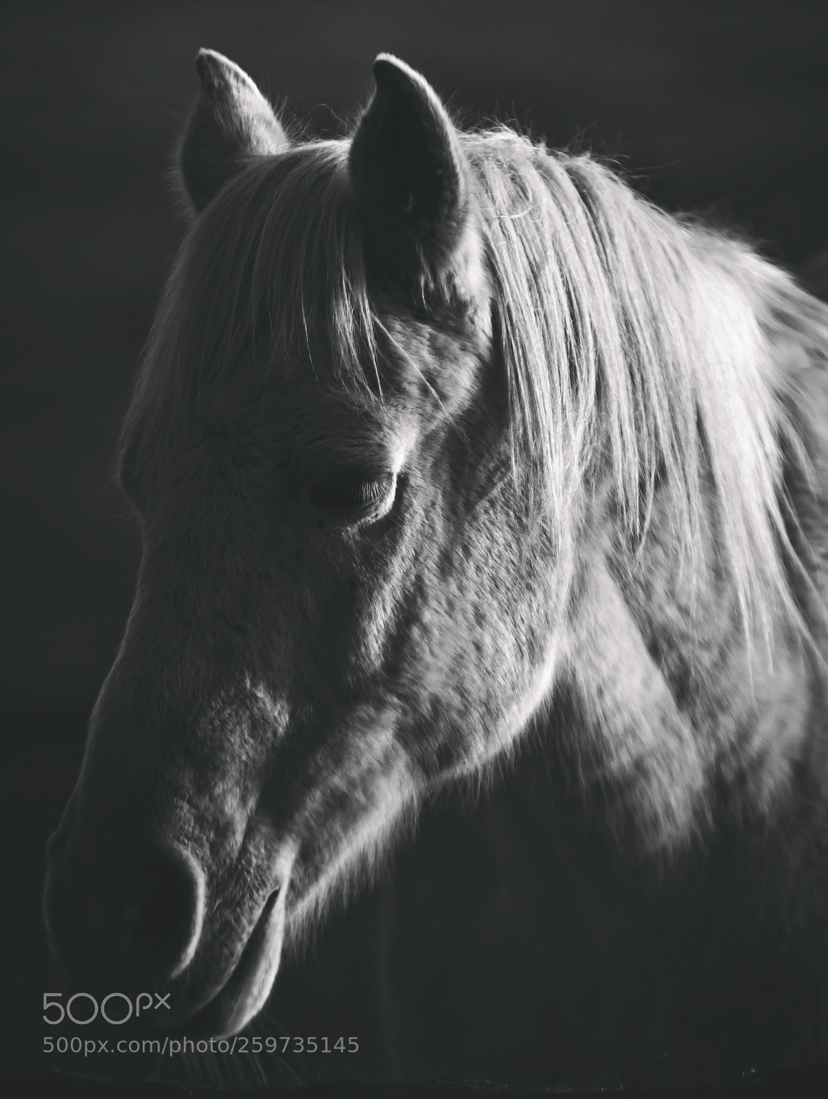Pentax K-5 sample photo. Horse photography