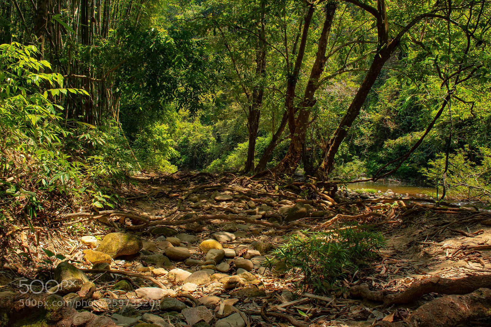Nikon D7500 sample photo. Rainforest photography