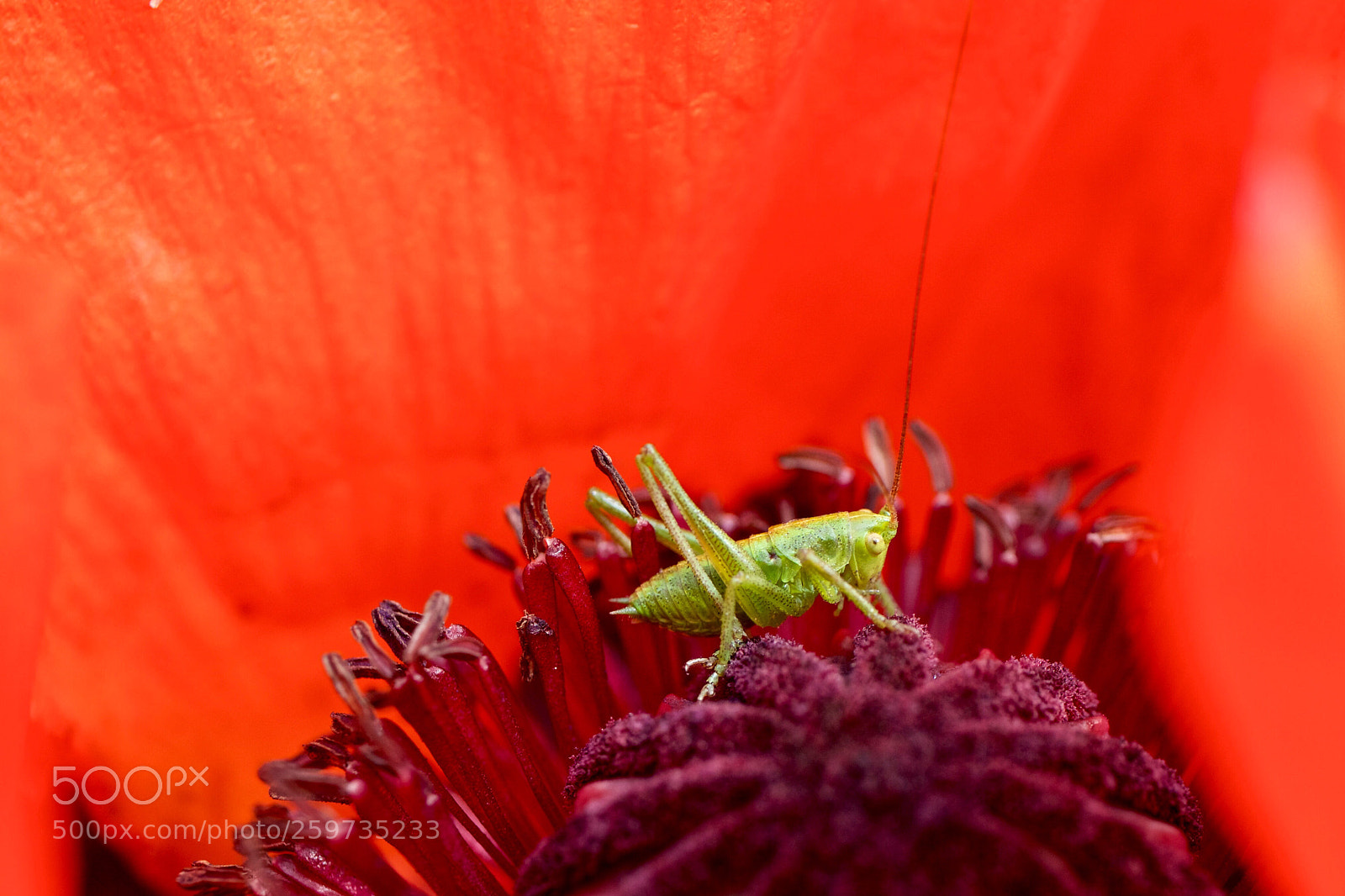 Canon EOS 7D sample photo. Grasshopper in poppy photography