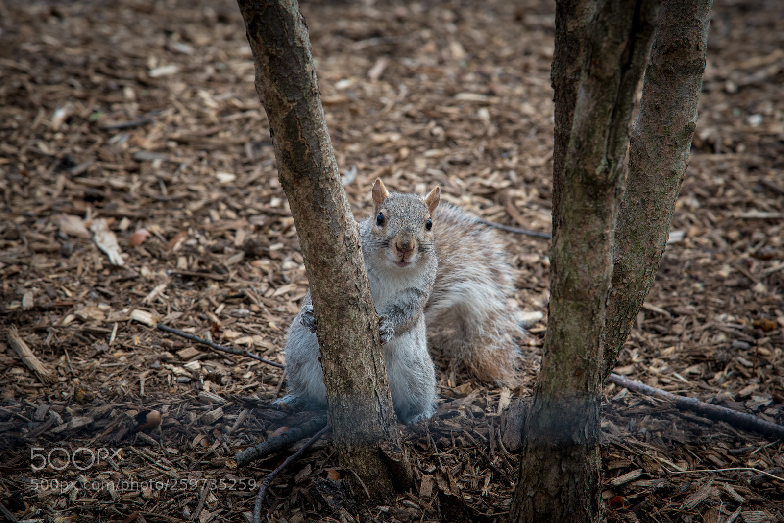 Nikon D750 sample photo. Playing hide-and-seek photography