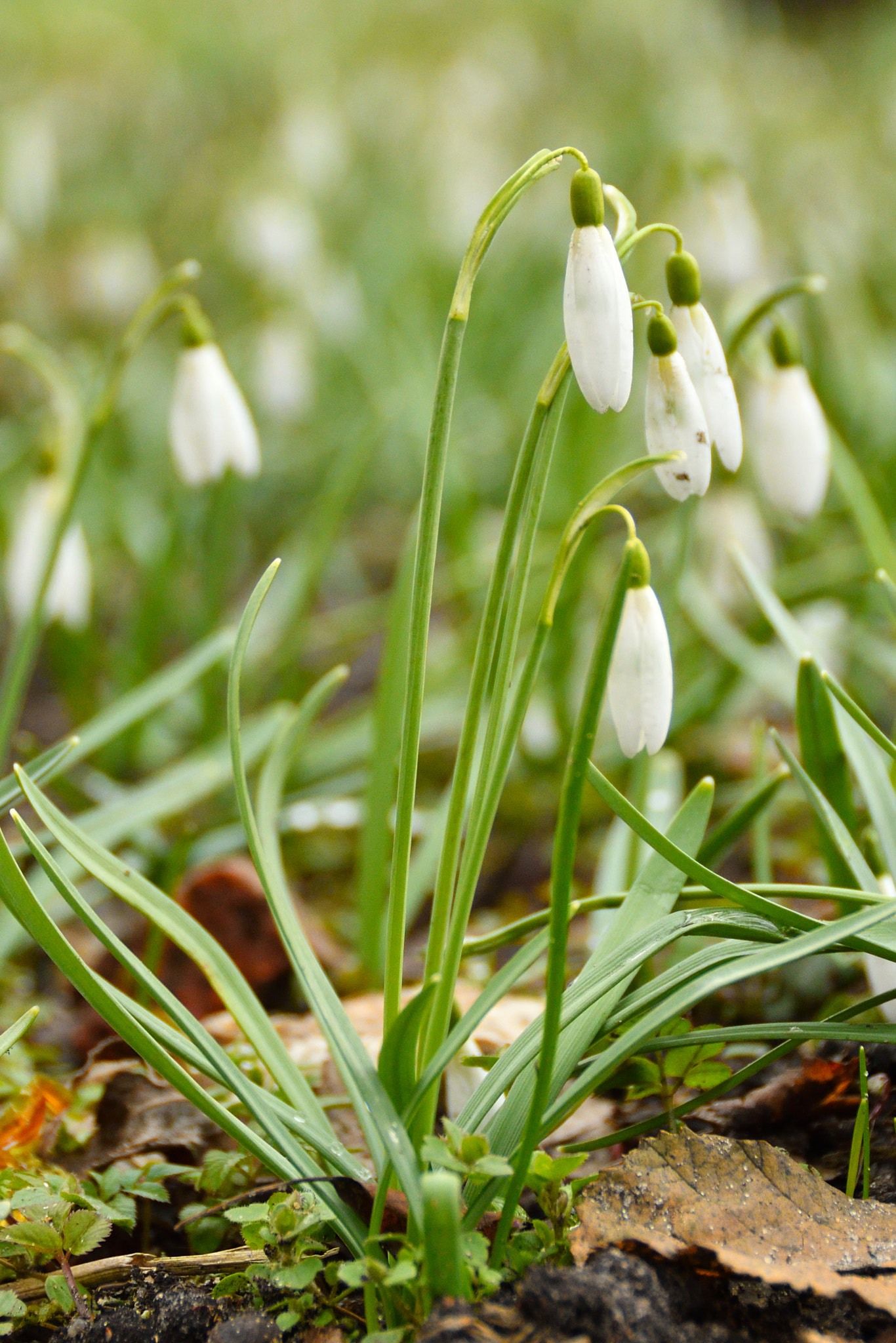 Nikon D500 sample photo. Snowdrop photography