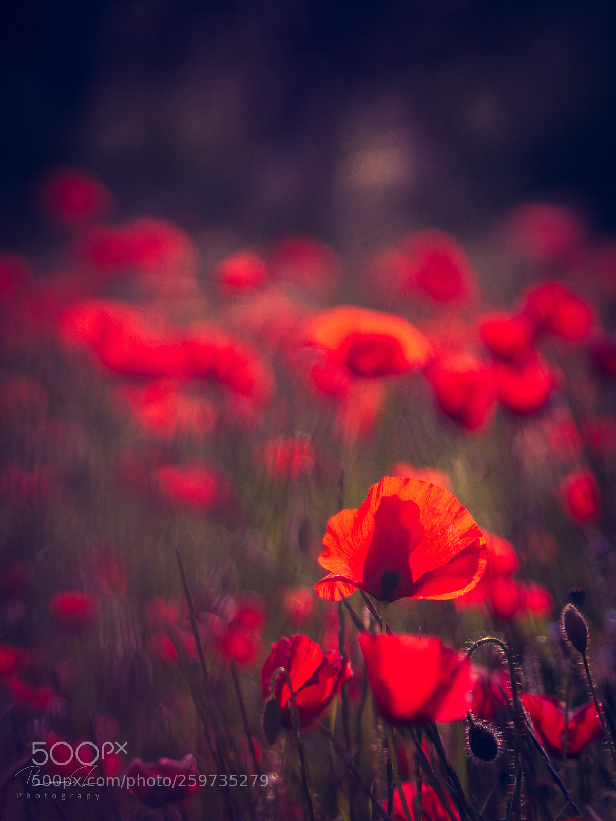 Sony SLT-A58 sample photo. Wild flowers are the photography