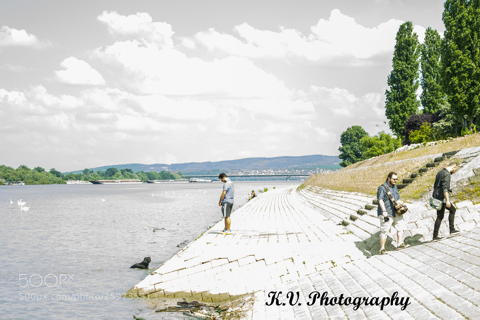 Nikon D3300 sample photo. Dog photography