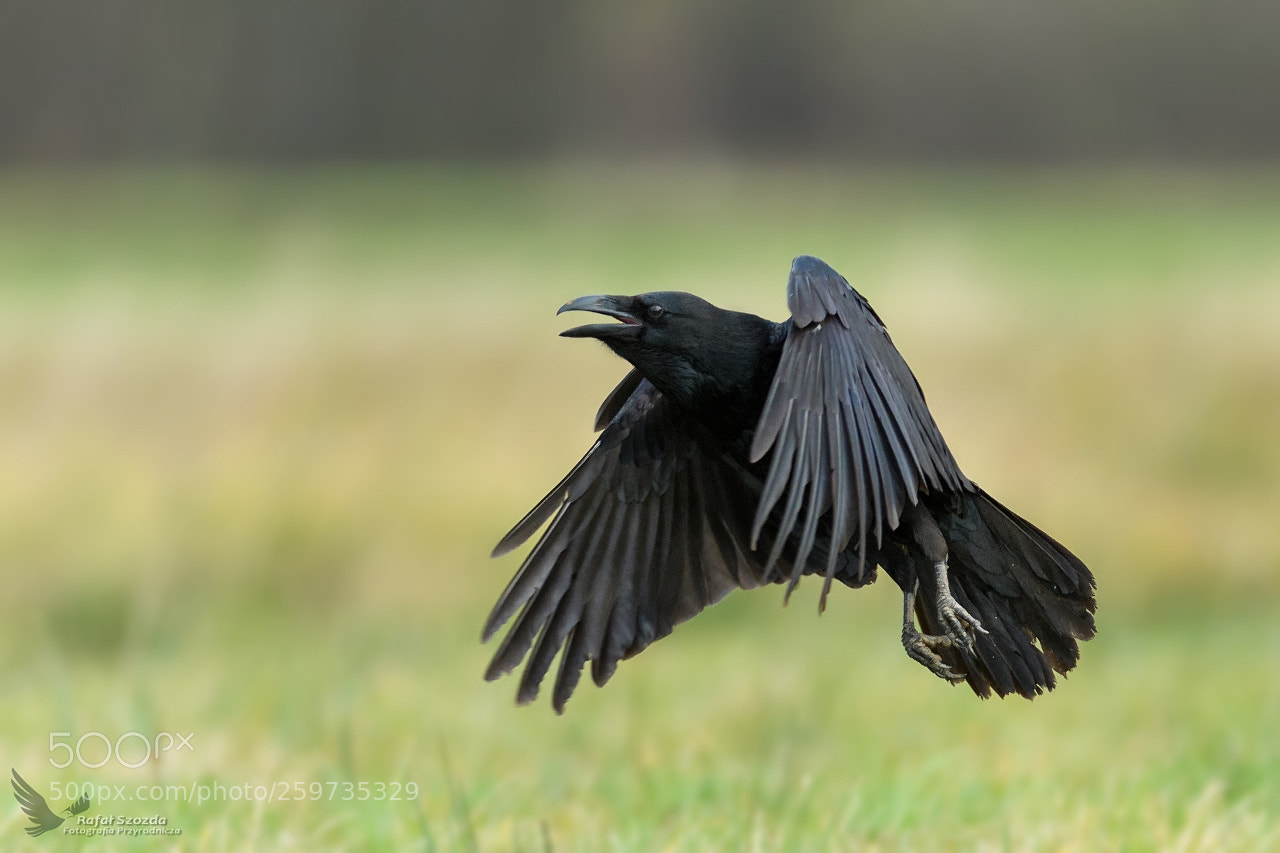Nikon D500 sample photo. Kruk, common raven corvus photography