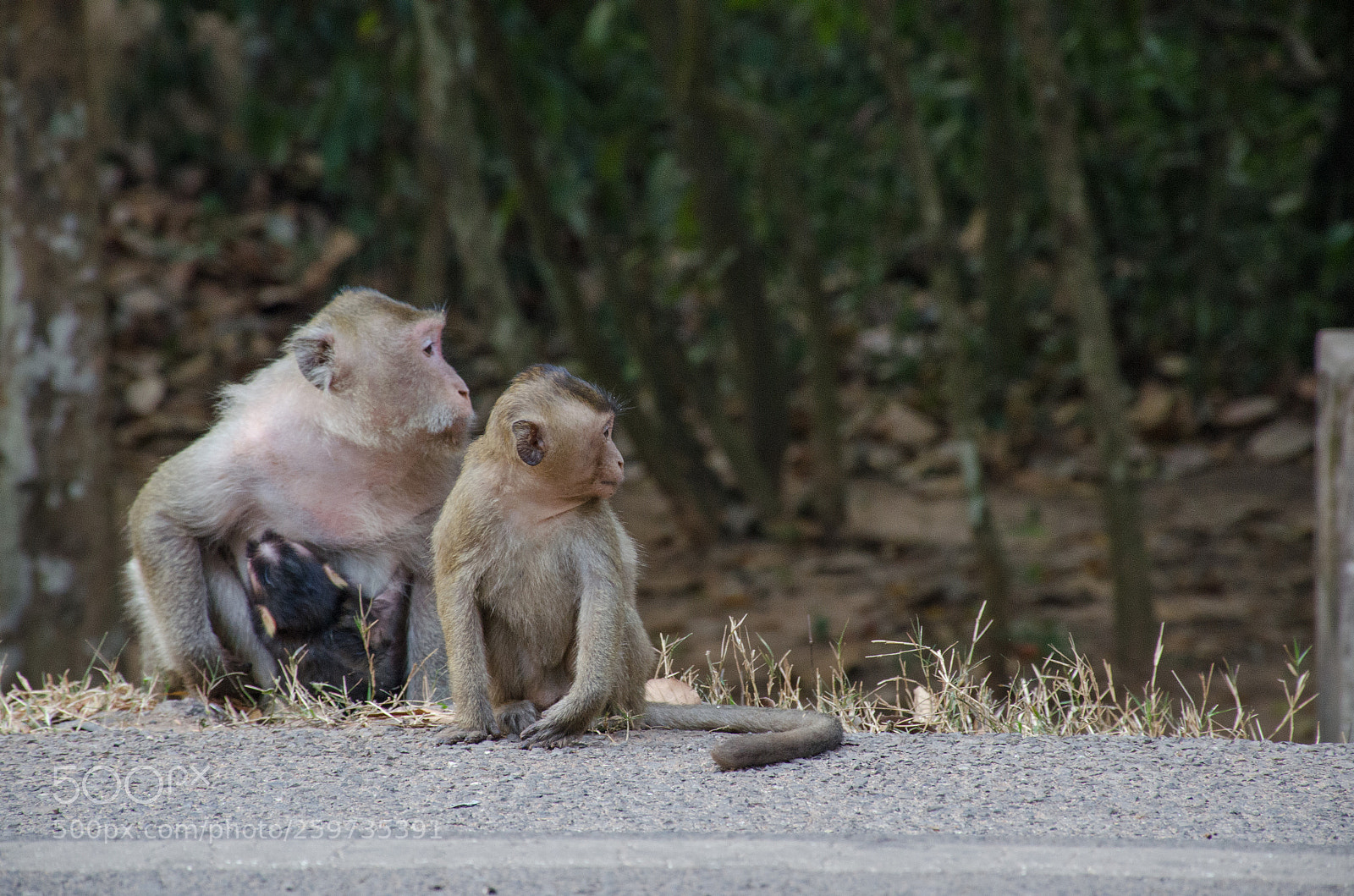Nikon D7000 sample photo. Monkey photography