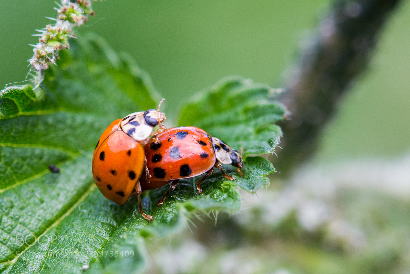 Nikon D7200 sample photo. Ladybugs having fun photography