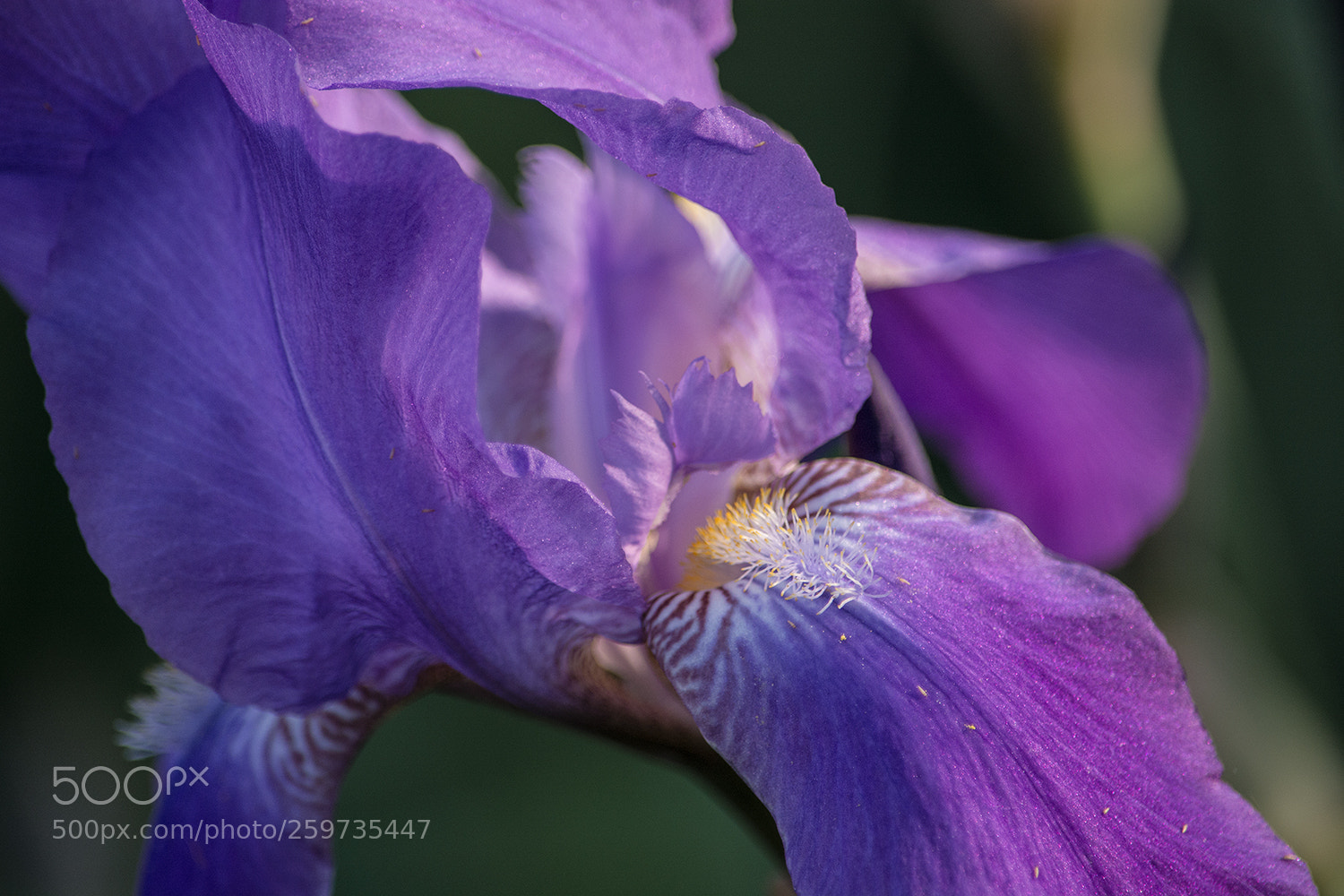 Nikon D7100 sample photo. Взволнованны... легки твои мотивы... photography