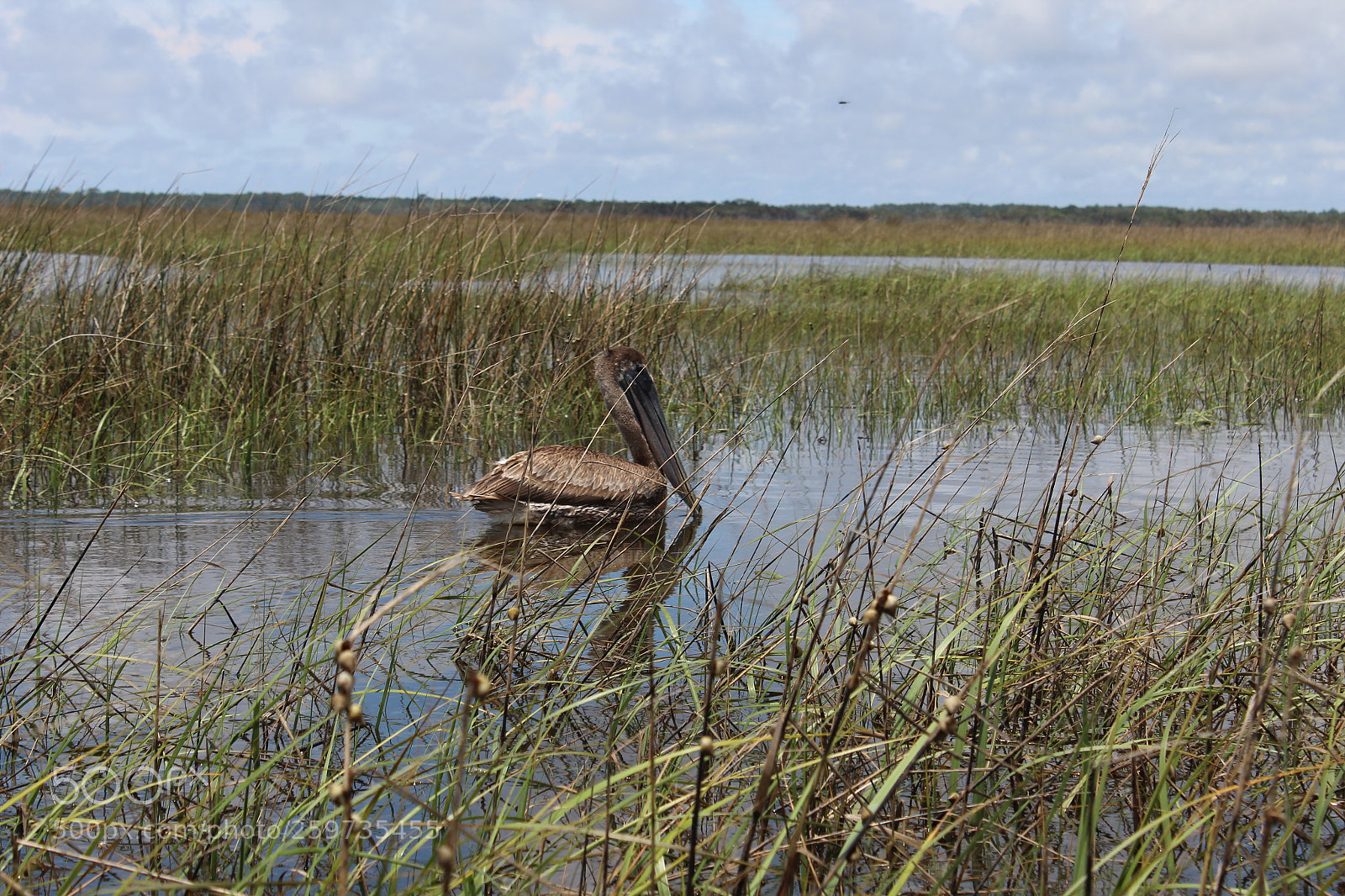 Canon EOS 1300D (EOS Rebel T6 / EOS Kiss X80) sample photo. The pelican photography