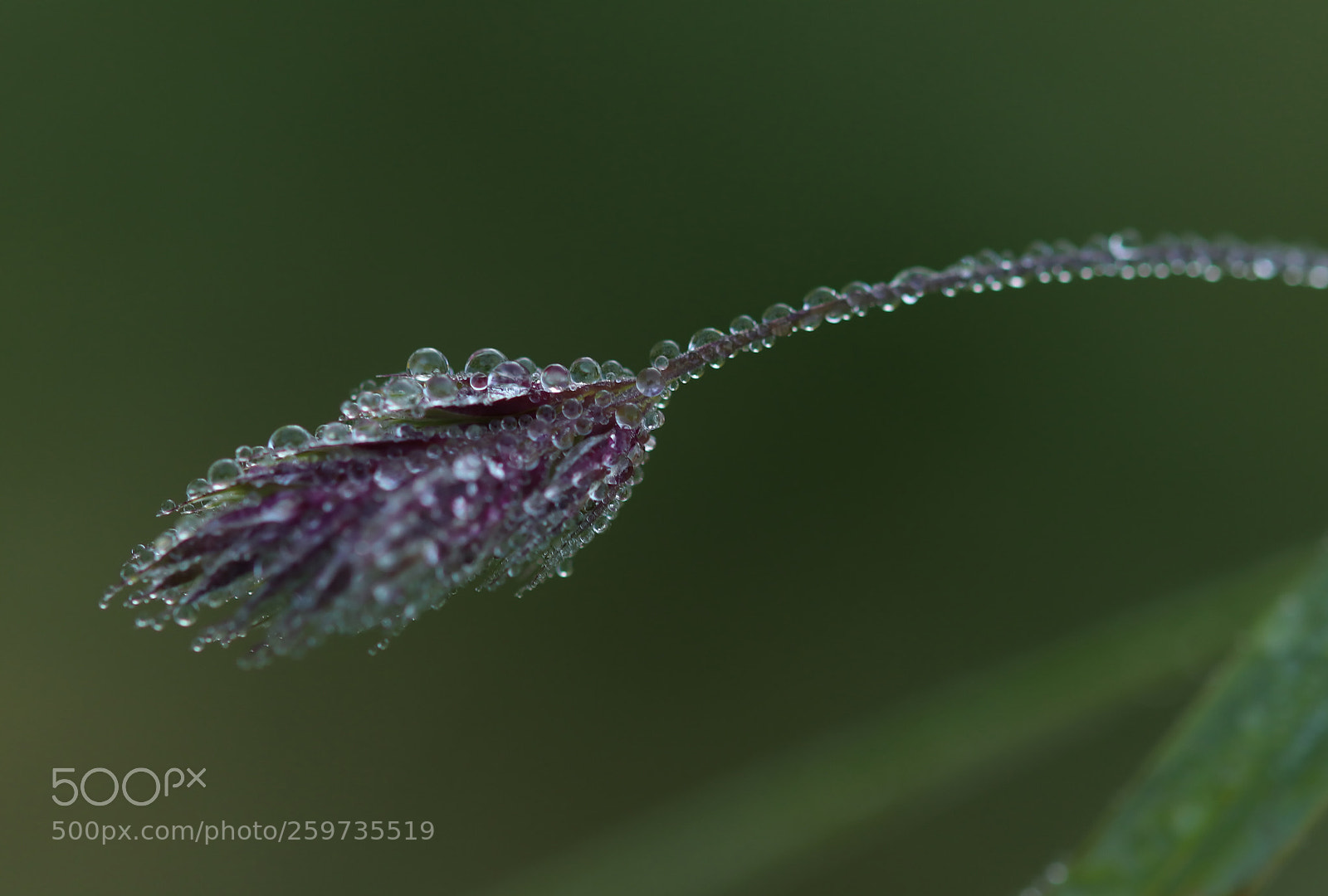 Canon EOS 77D (EOS 9000D / EOS 770D) sample photo. H2o iv photography