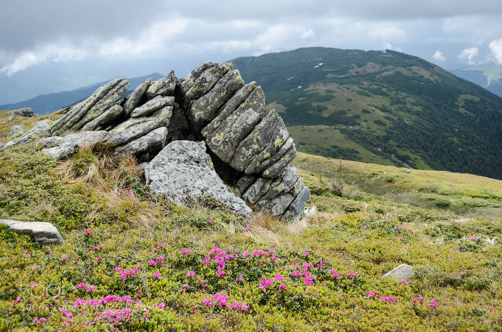 Nikon D5100 sample photo. Rhododendrons in carpathian mountains photography