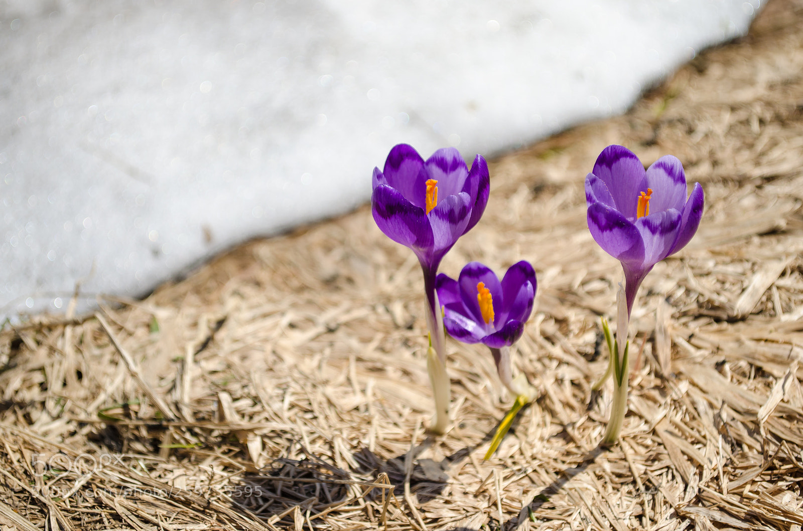 Nikon D5100 sample photo. Carpathian crocuses photography