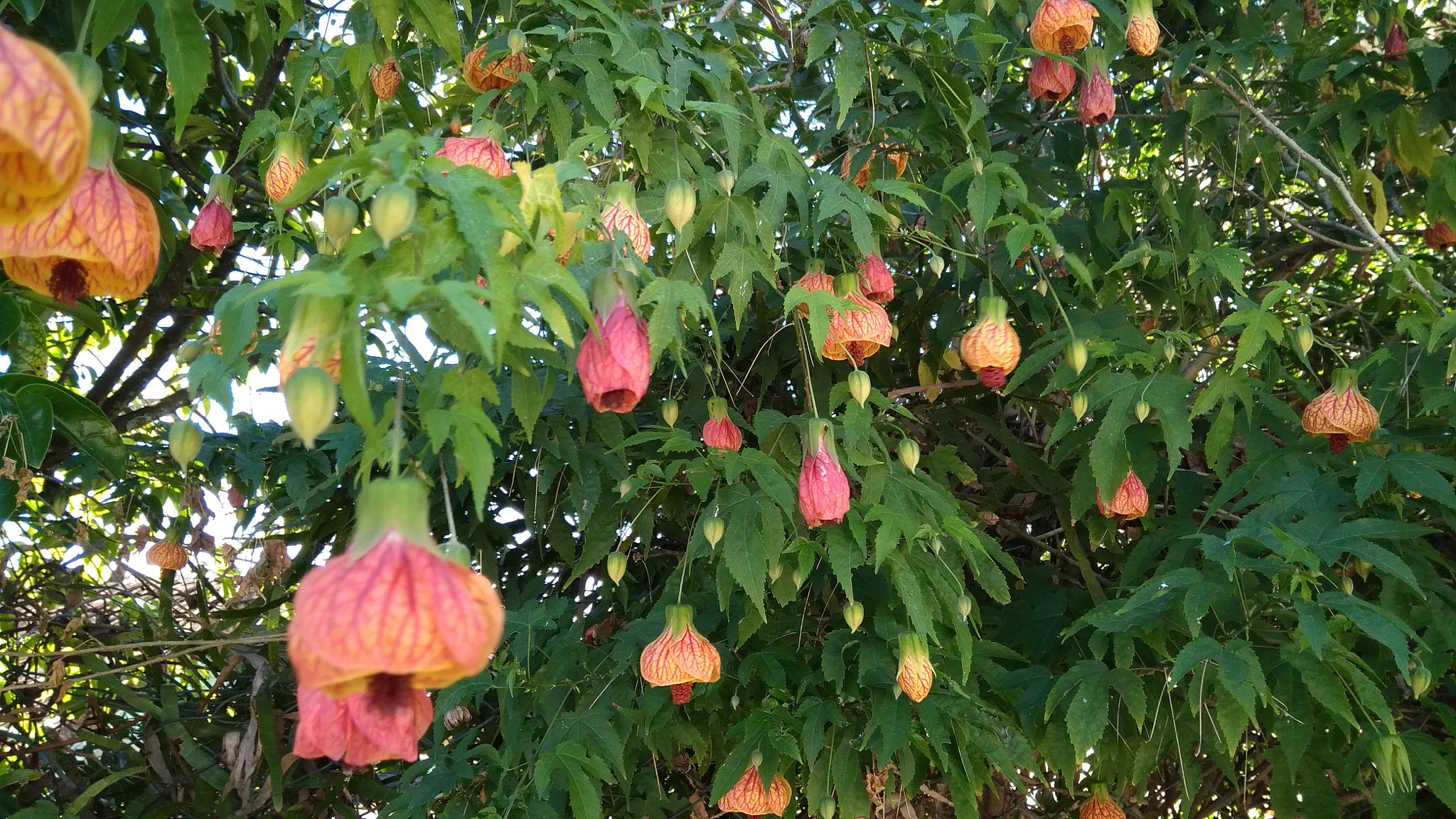 Xiaomi Redmi 4A sample photo