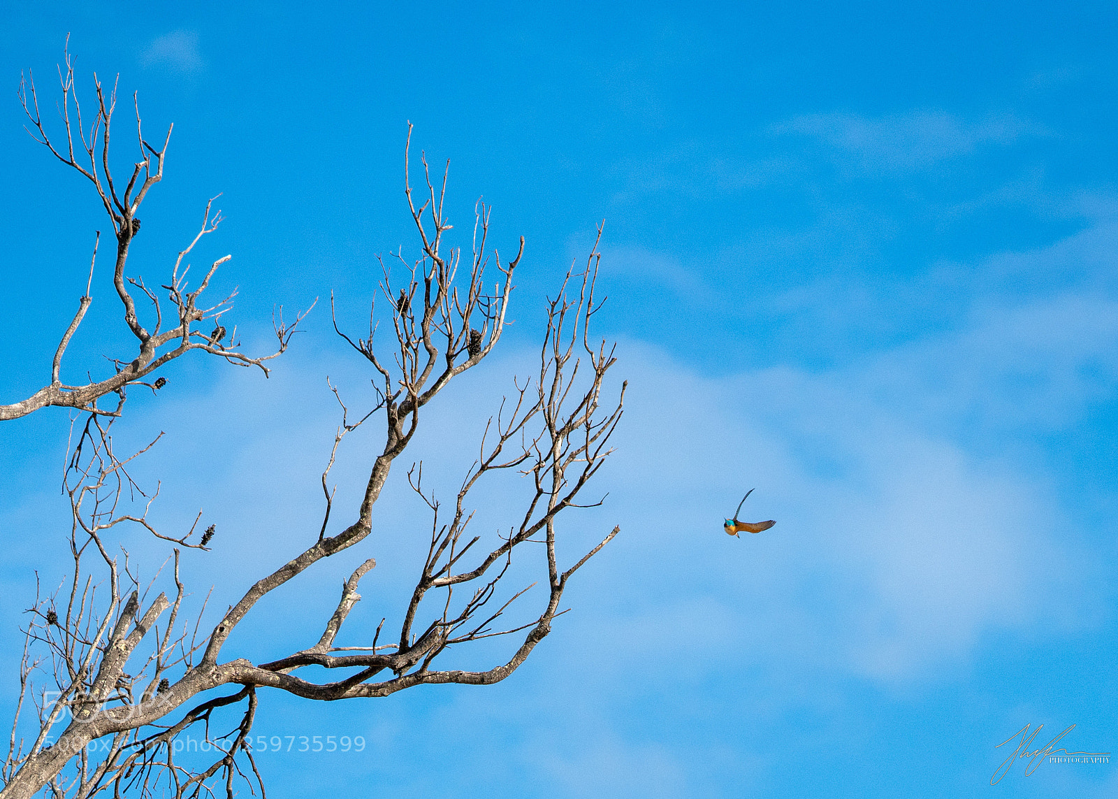 Sony a7R II sample photo. Belongil photography