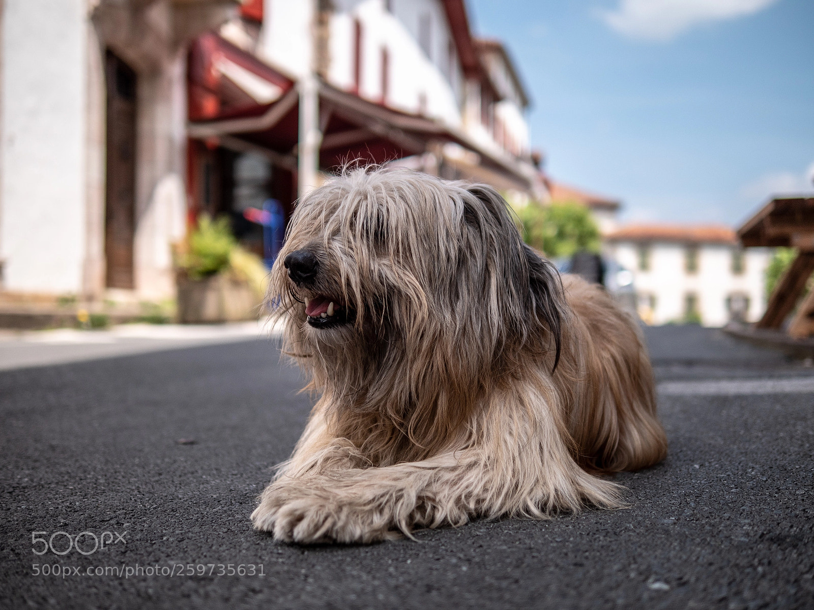 Panasonic Lumix DC-G9 sample photo. Chien photography