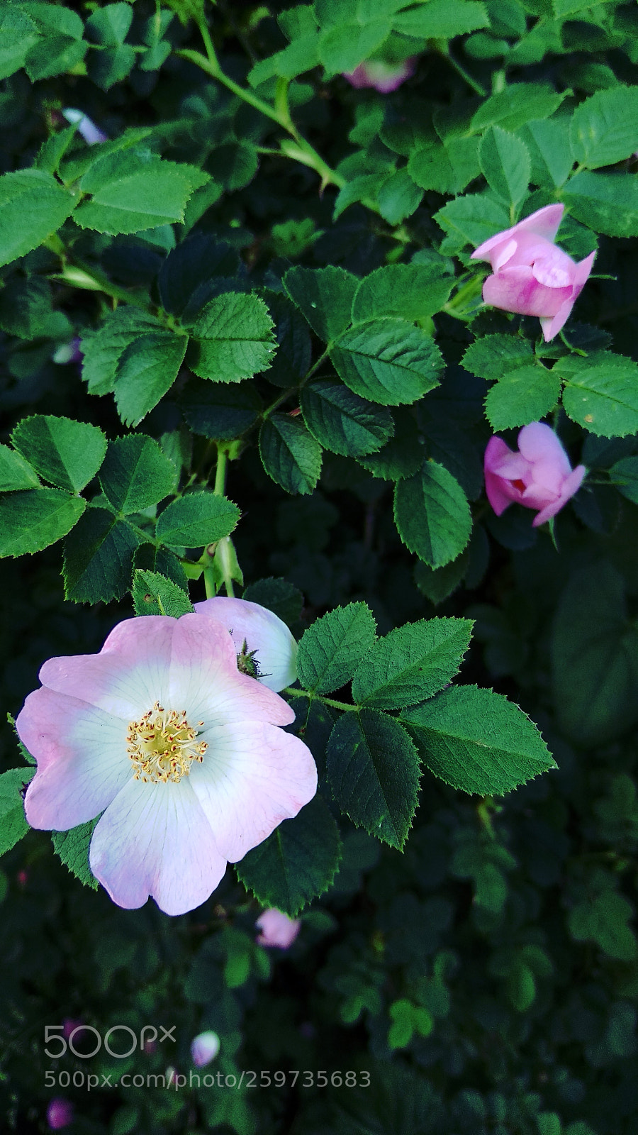 Xiaomi Mi A1 sample photo. Flower photography
