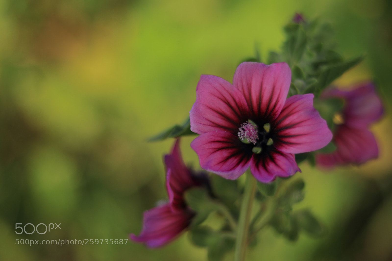 Canon EOS 80D + Canon EF 50mm F1.8 STM sample photo. Peque as flores photography
