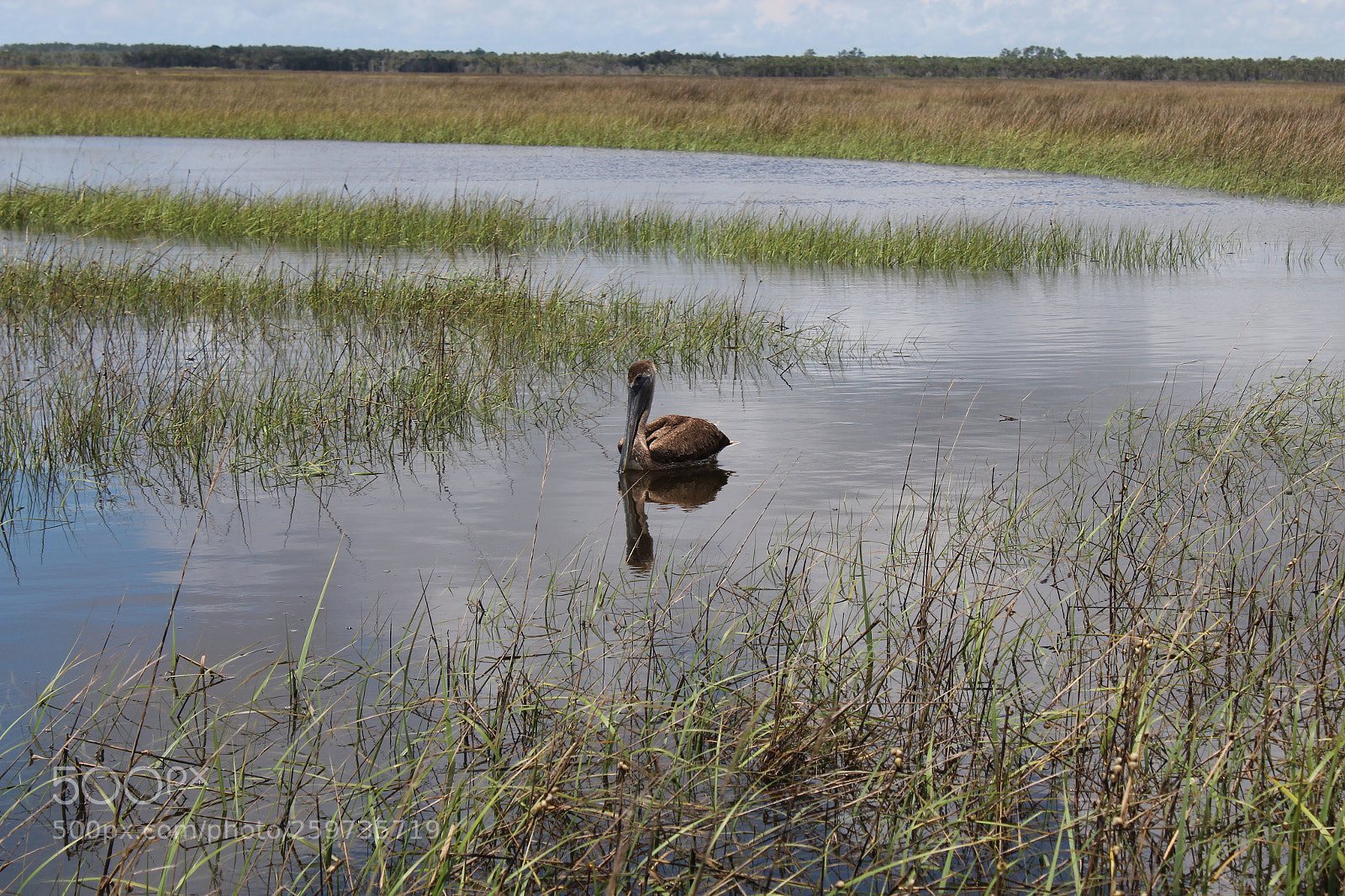 Canon EOS 1300D (EOS Rebel T6 / EOS Kiss X80) sample photo. The pelican photography