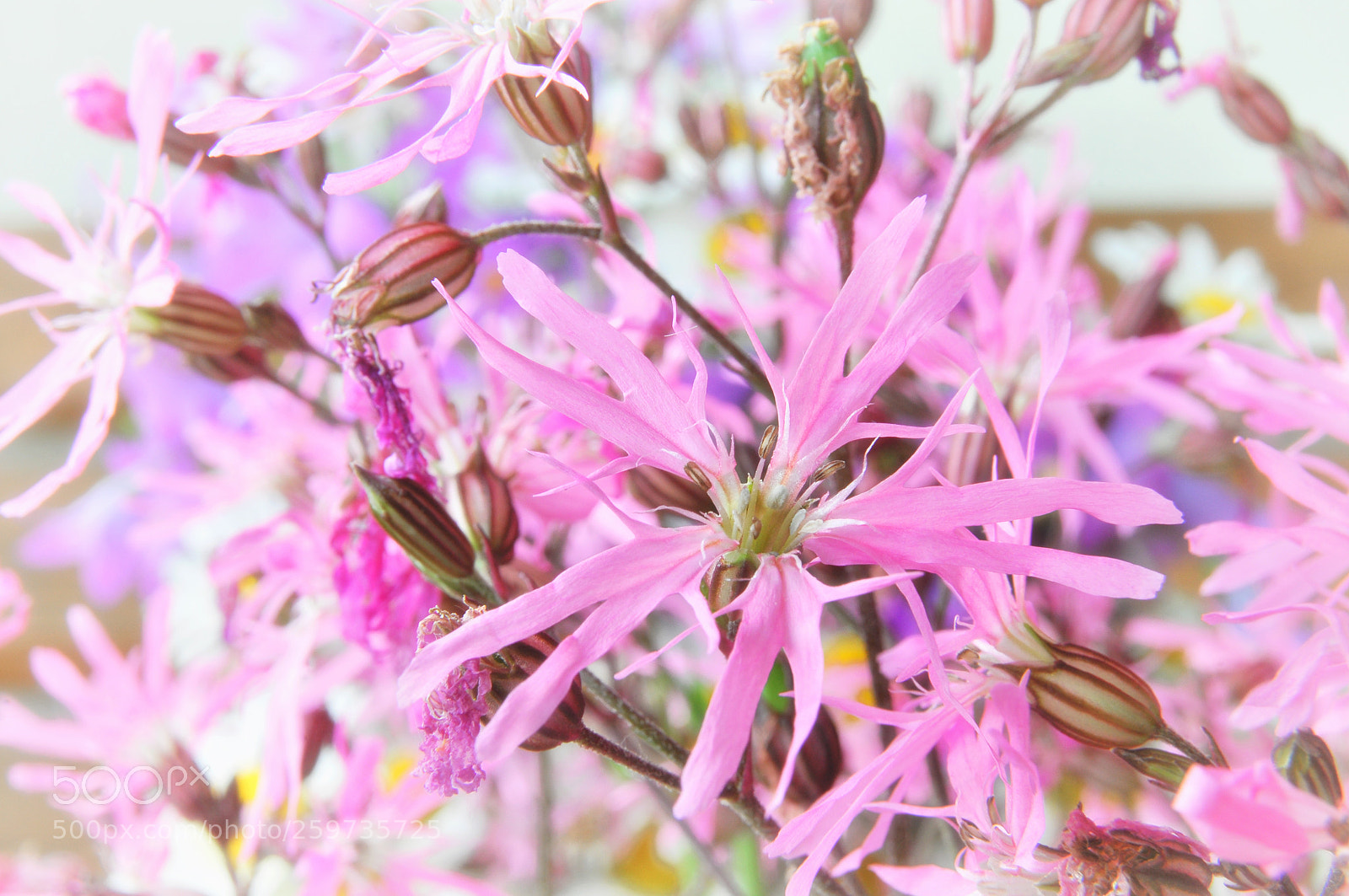 Nikon D300 sample photo. Frayed photography