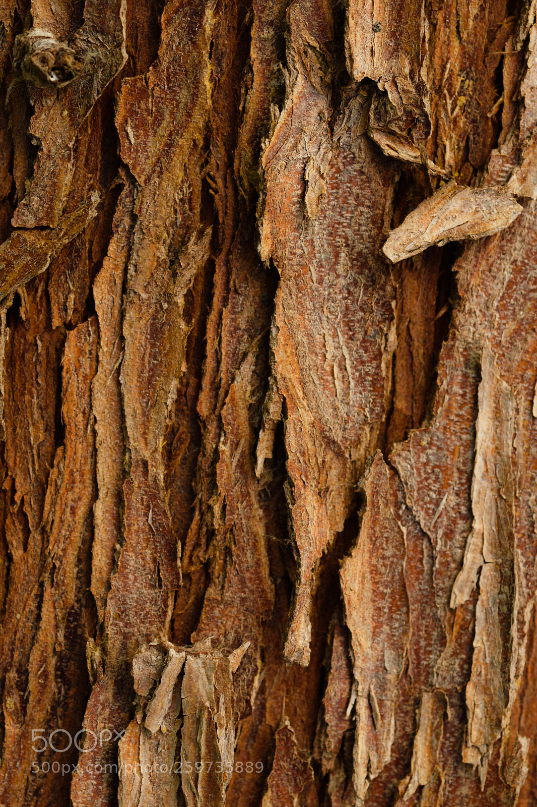 Nikon D5500 sample photo. Tree bark photography