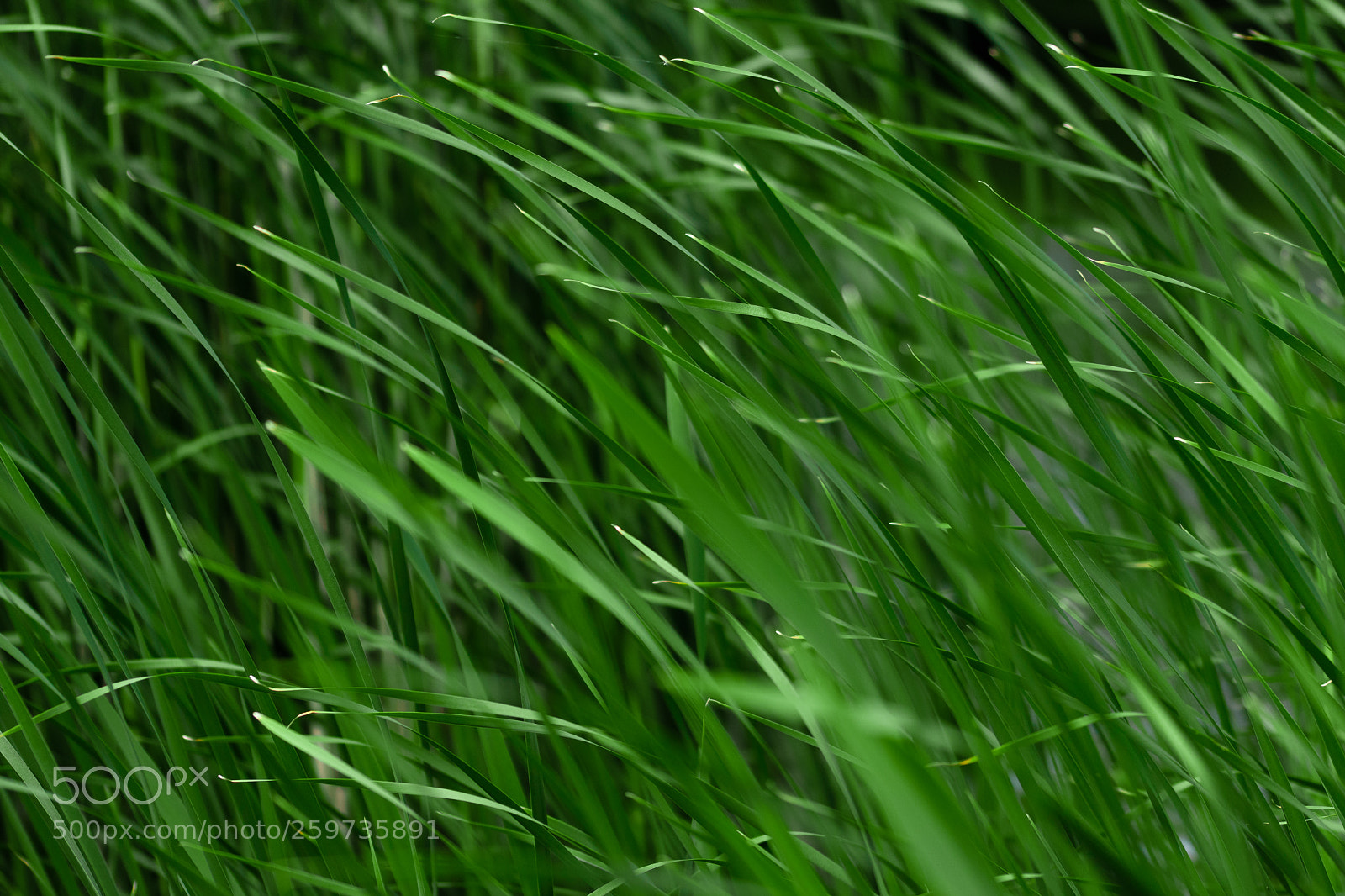 Nikon D5500 sample photo. Trembling grass photography