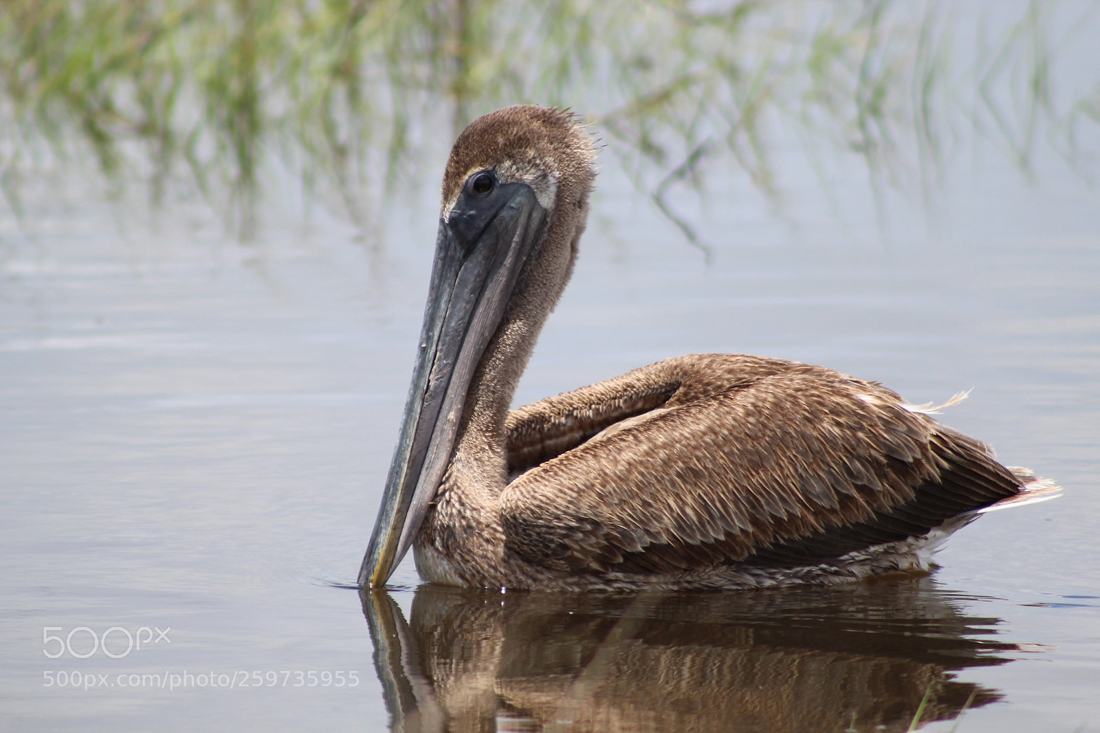 Canon EF 75-300mm f/4-5.6 sample photo. The pelican photography