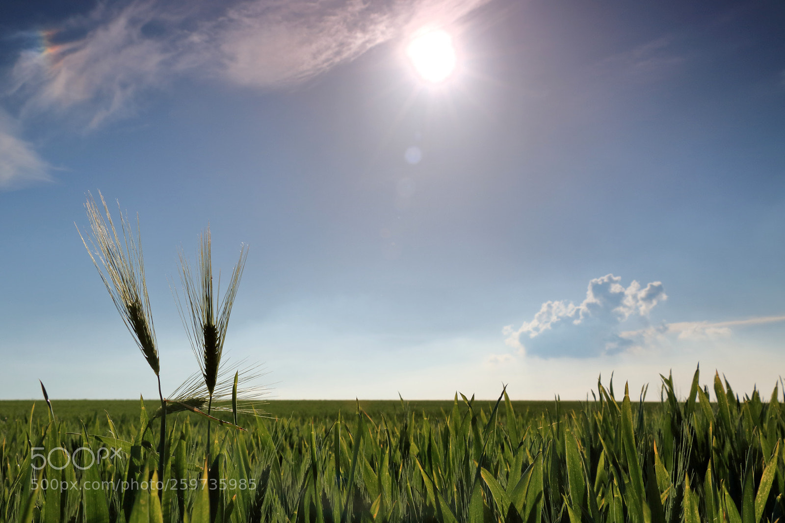 Canon EOS 750D (EOS Rebel T6i / EOS Kiss X8i) sample photo. Barley photography