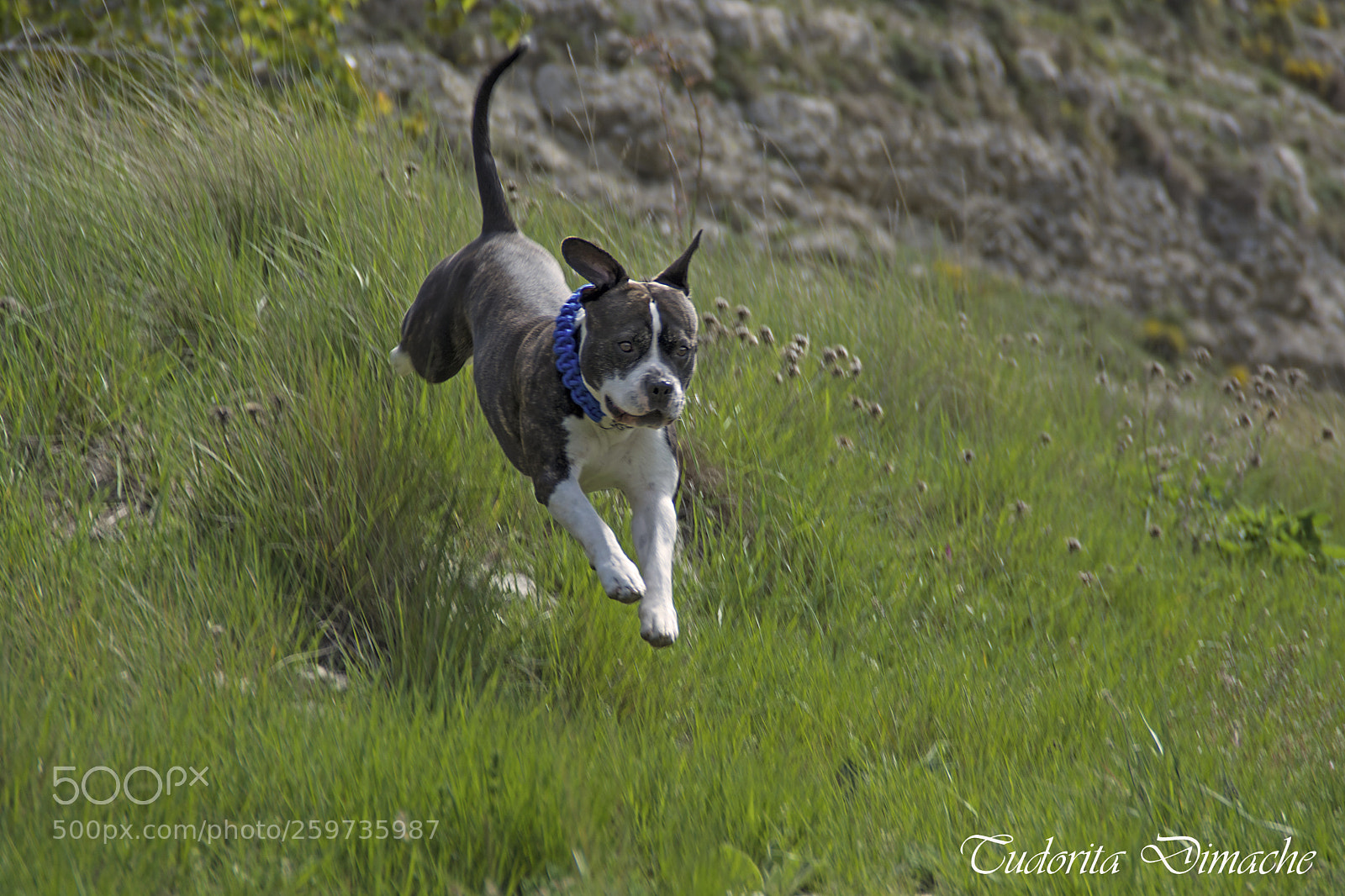Nikon D7100 sample photo. Spike in action photography