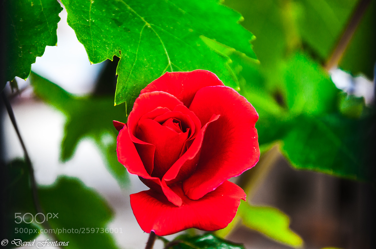Nikon D90 sample photo. Rosa photography