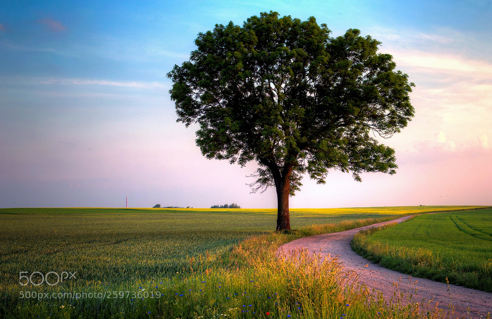 Pentax K-30 sample photo. Just a tree. my photography