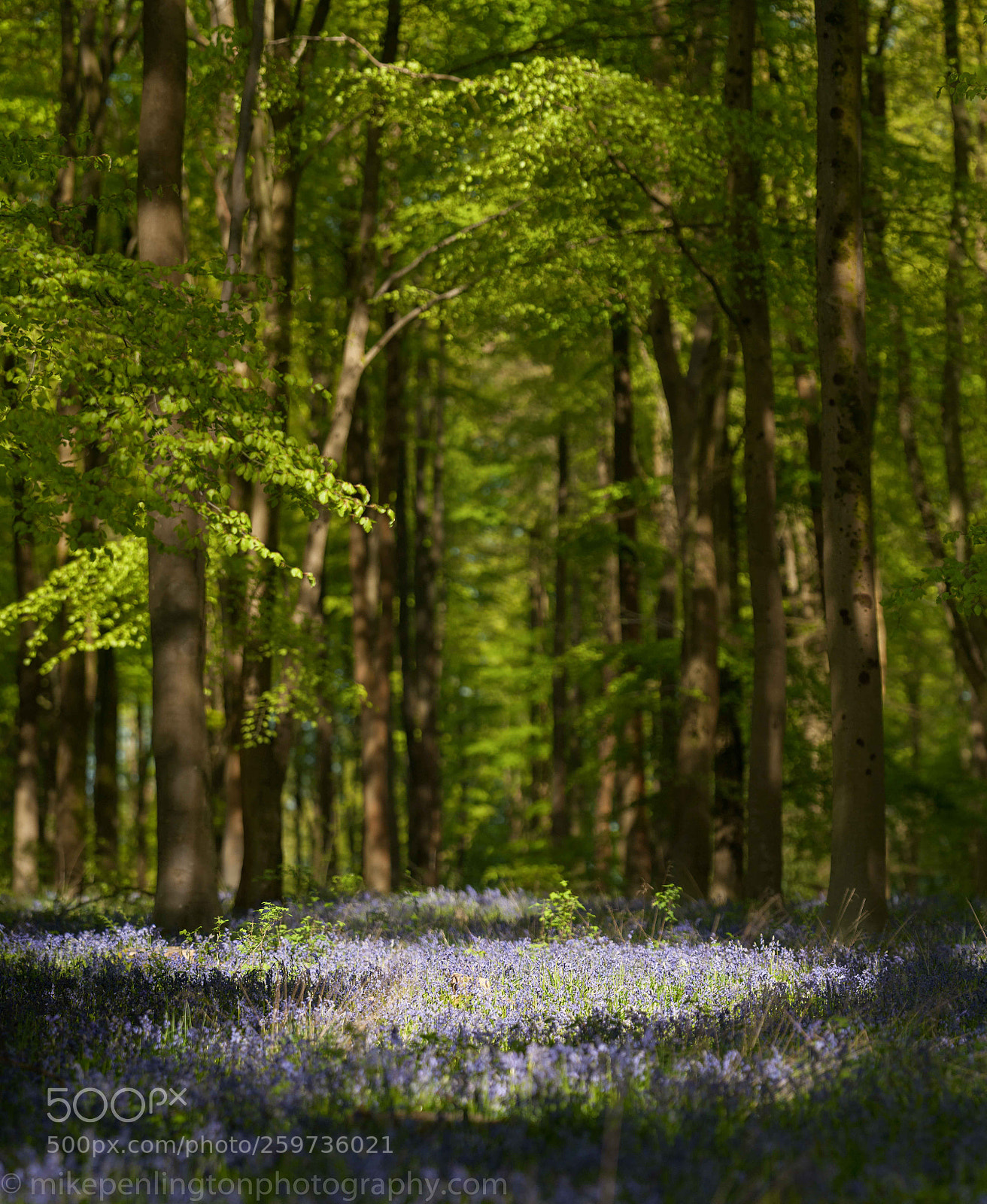 Nikon D700 sample photo. Spring in an ancient photography