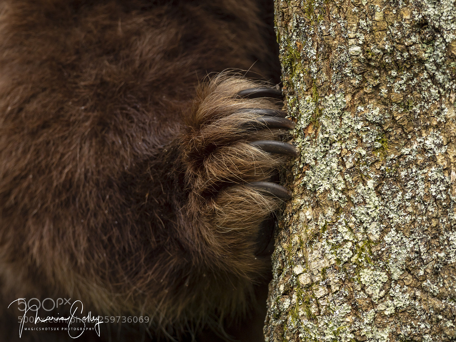 Olympus OM-D E-M1 Mark II sample photo. Claws of a giant photography