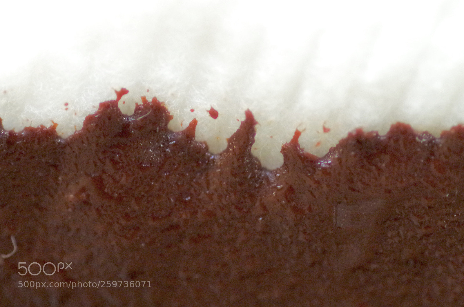 Pentax K-30 sample photo. Chocolat and cotton 2 photography