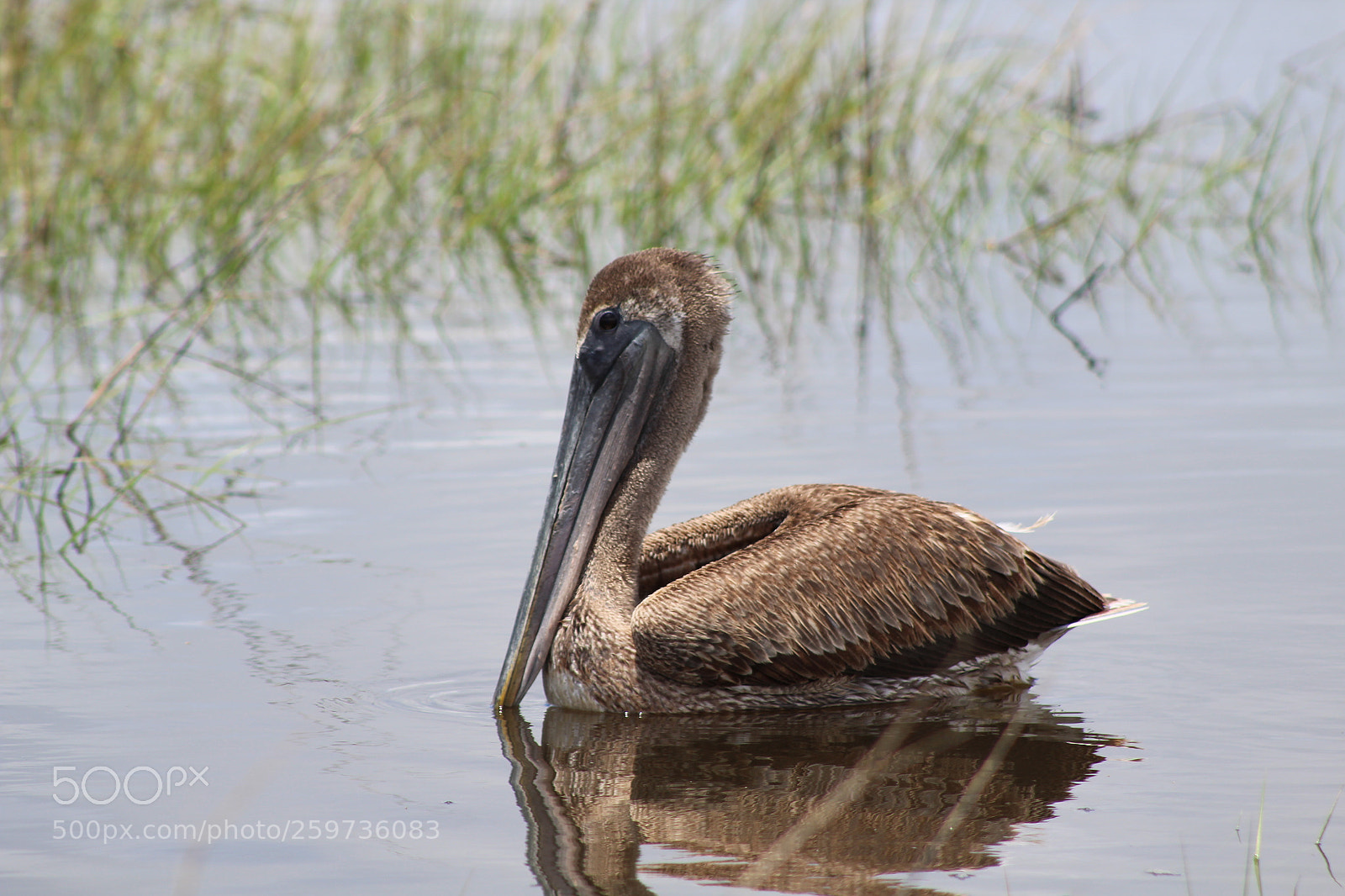 Canon EF 75-300mm f/4-5.6 sample photo. The pelican photography