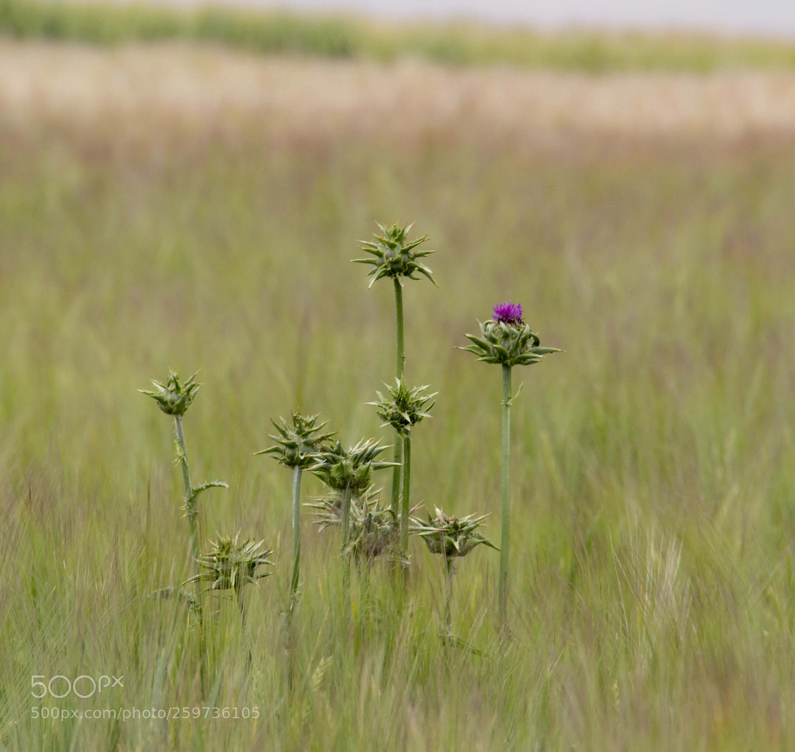Canon EOS 60D sample photo. Cardos photography