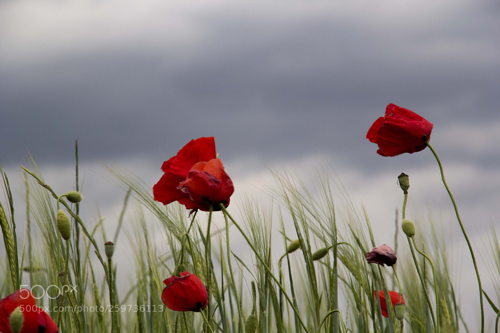 Canon EOS 60D sample photo. Amapolas photography