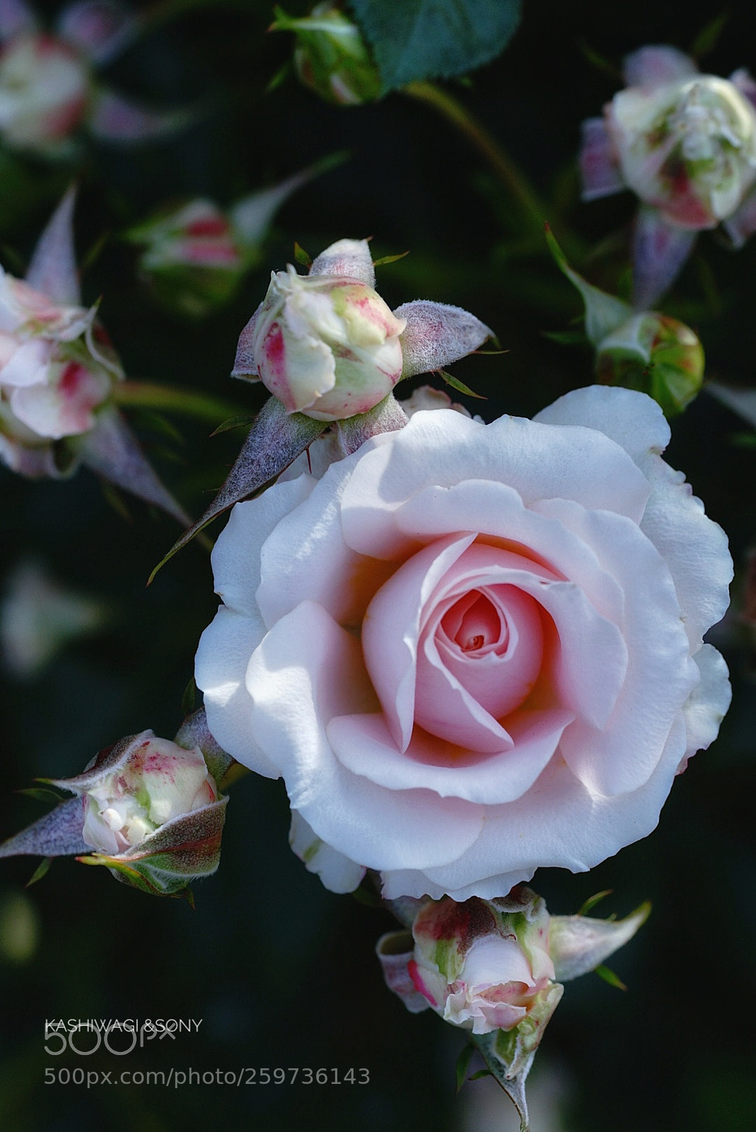 Sony a7 II sample photo. Lady meillandina / france 1986 photography