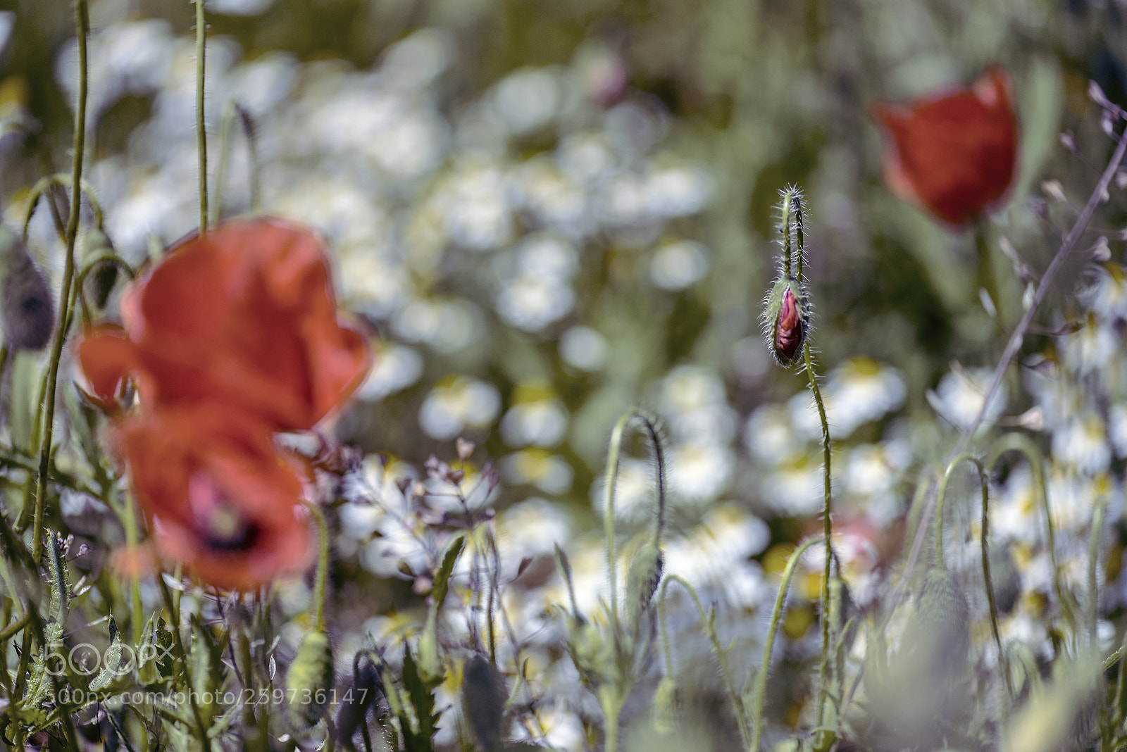 Nikon D750 sample photo. Flanders poppy photography