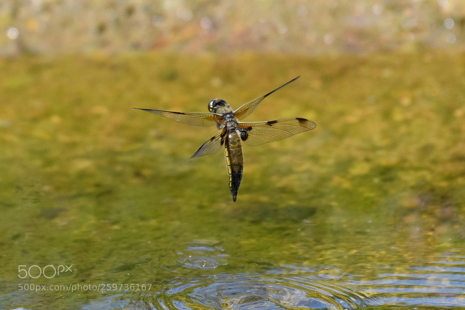 Nikon D850 sample photo. Dragonfly four-spotted chaser photography