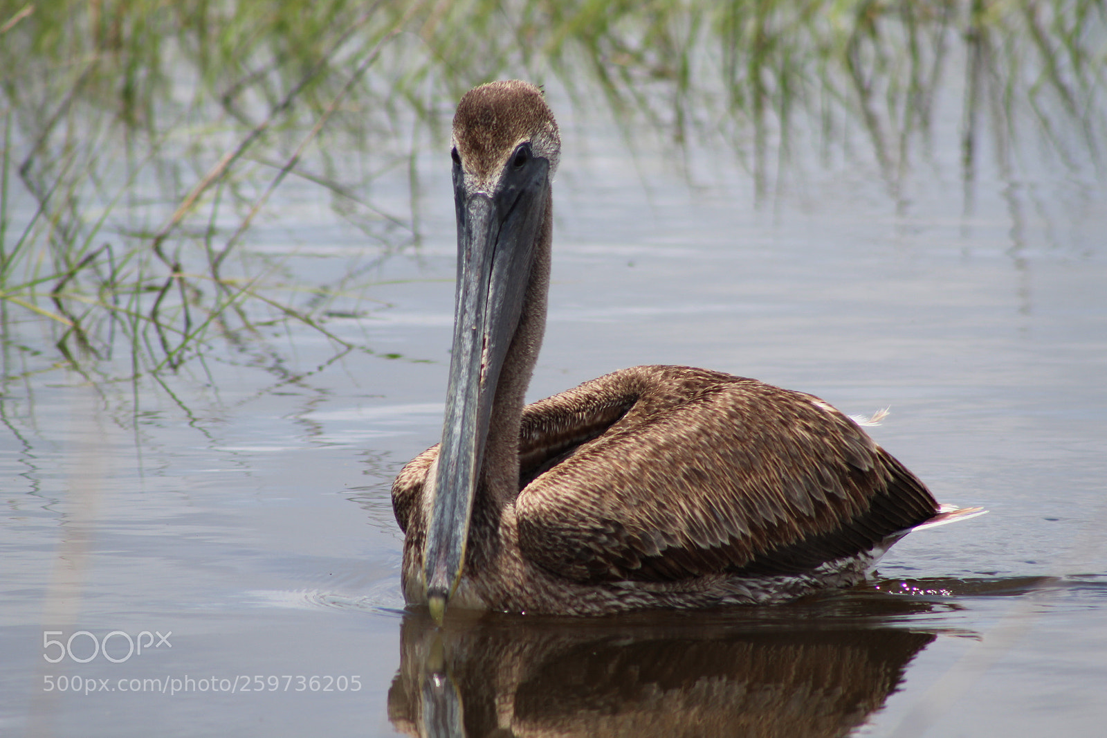 Canon EF 75-300mm f/4-5.6 sample photo. The pelican photography