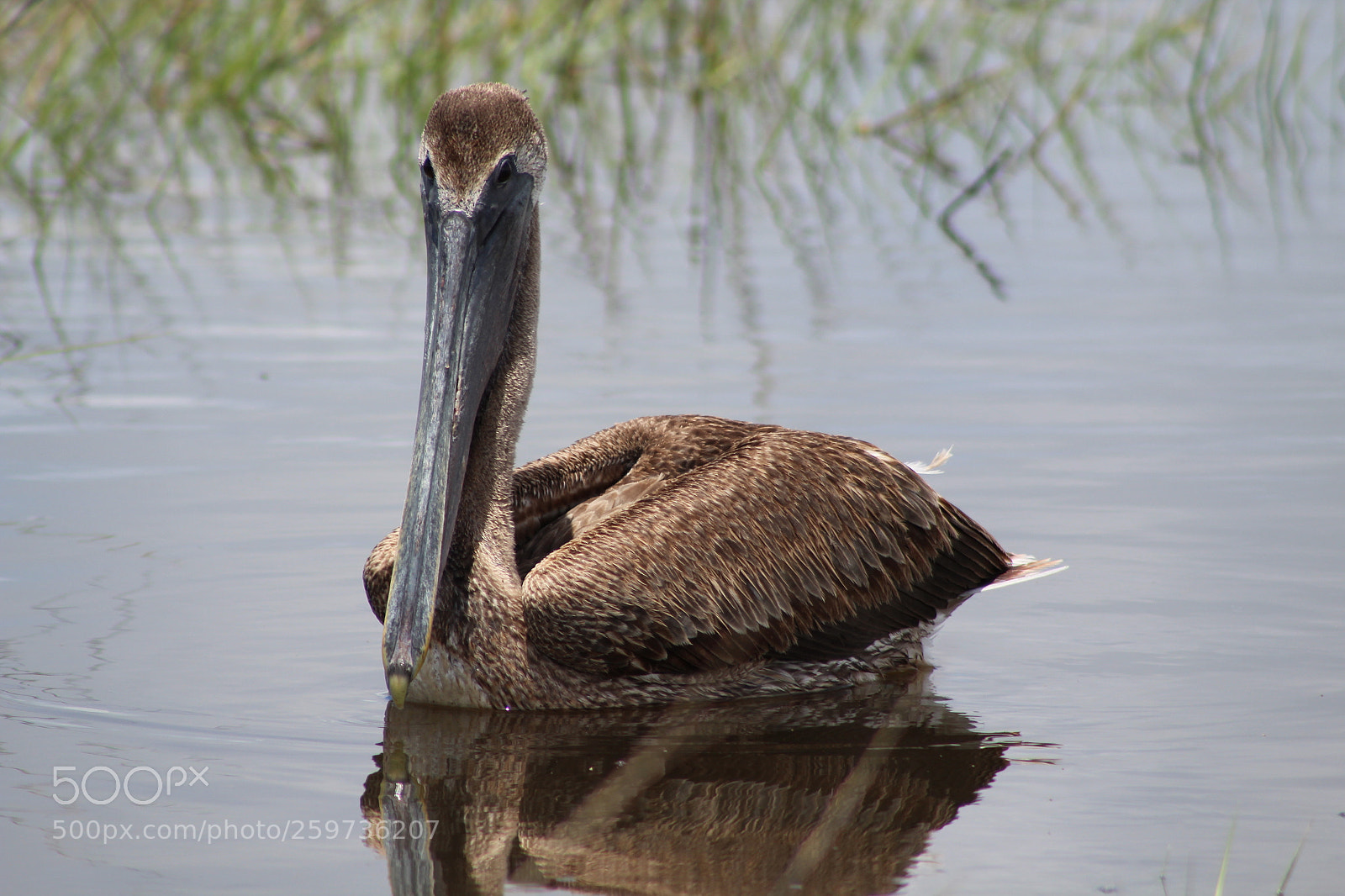 Canon EF 75-300mm f/4-5.6 sample photo. The pelican photography