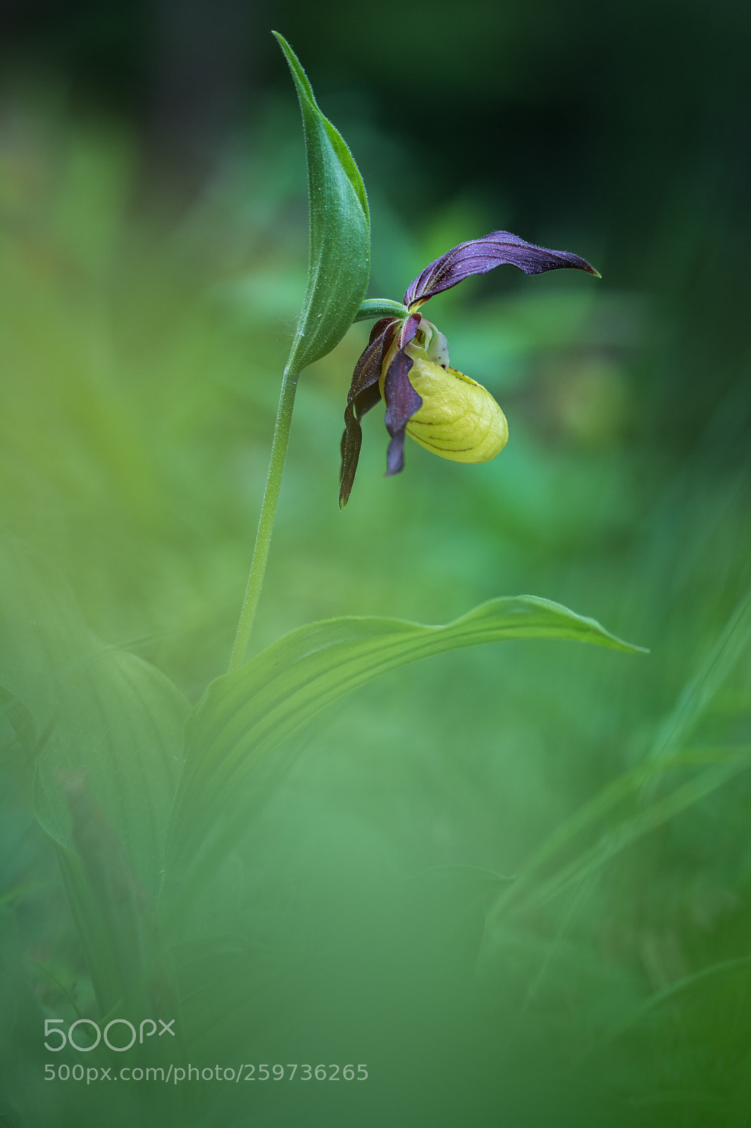 Nikon D7100 sample photo. Sabot de venus photography