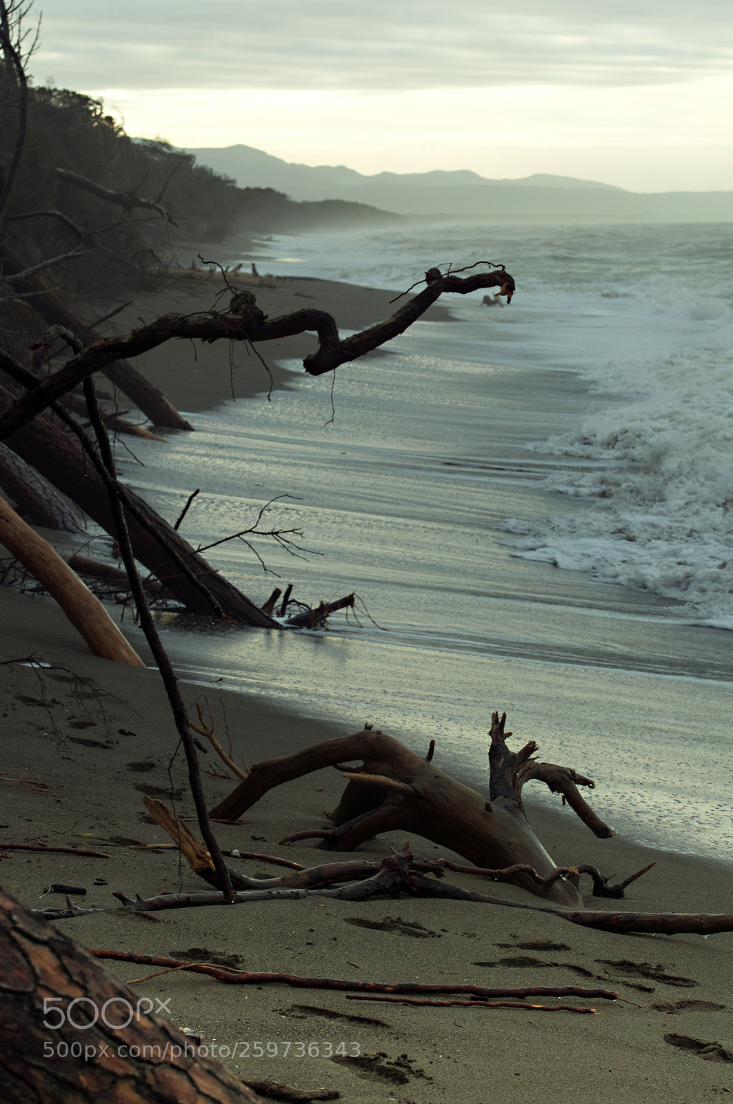 Nikon D90 sample photo. Pinewood hit by rough photography
