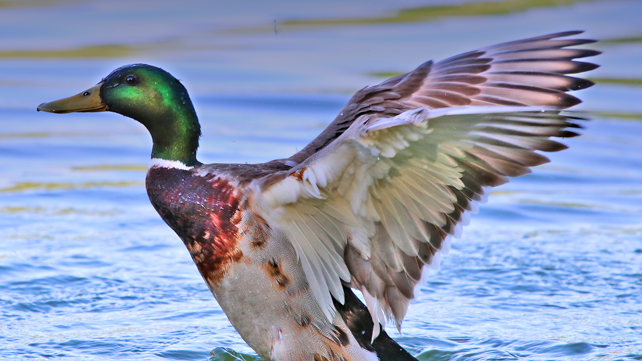 Sigma 150-600mm F5-6.3 DG OS HSM | C sample photo. Erpel 2 photography