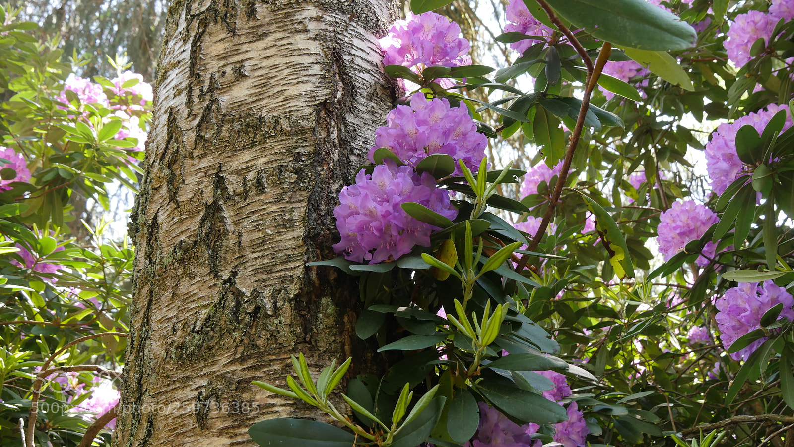 Panasonic Lumix DMC-GX8 sample photo. Rhododendron photography